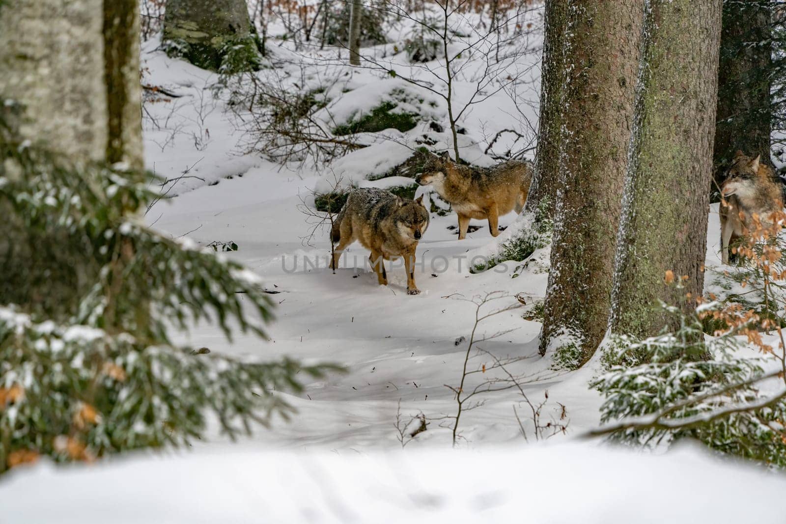 wolf hunting in the forest under the snow background portrait by AndreaIzzotti