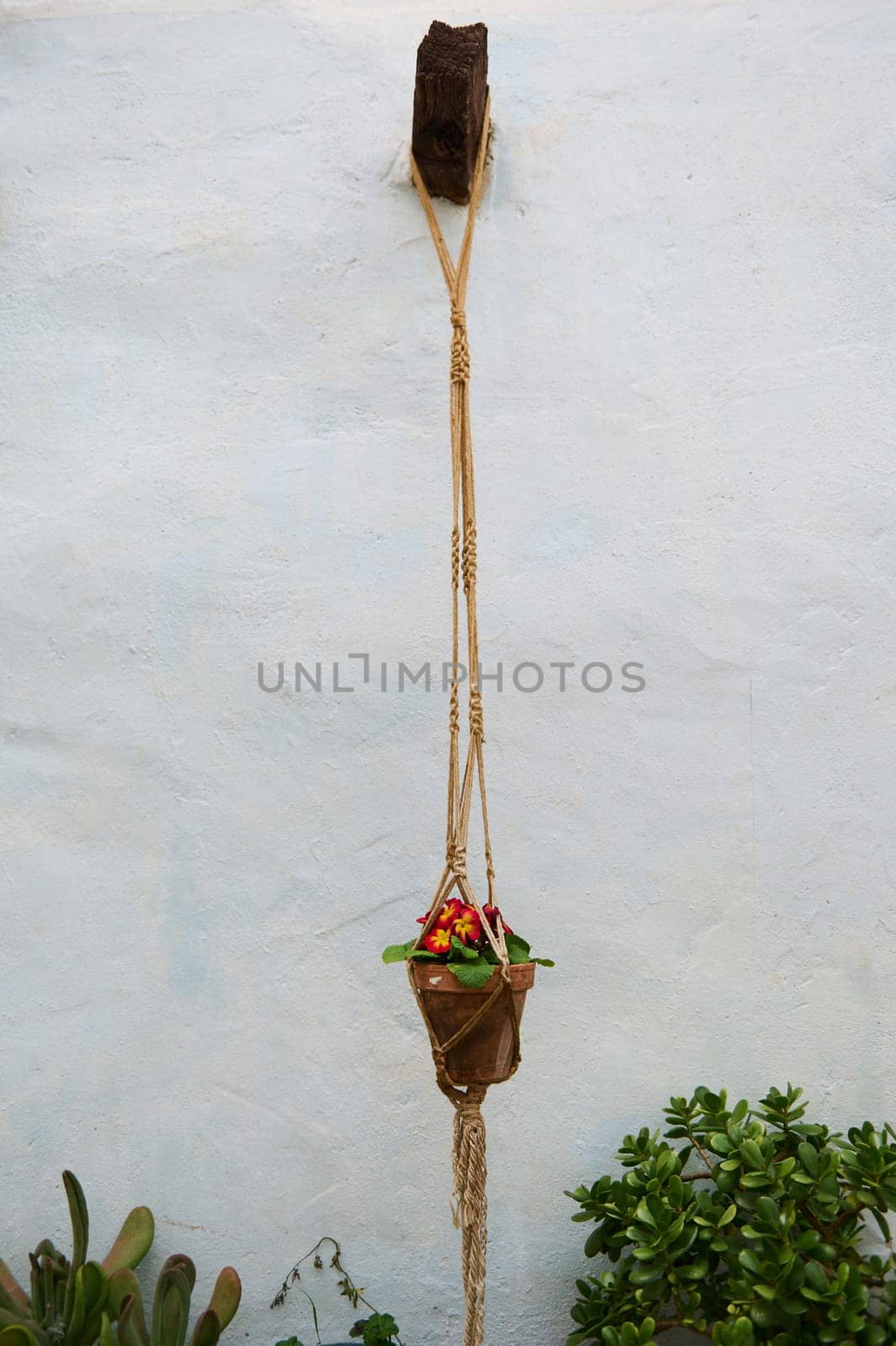 Still life with a potted flower, houseplant in a clay pot hanging on the while wall background by artgf