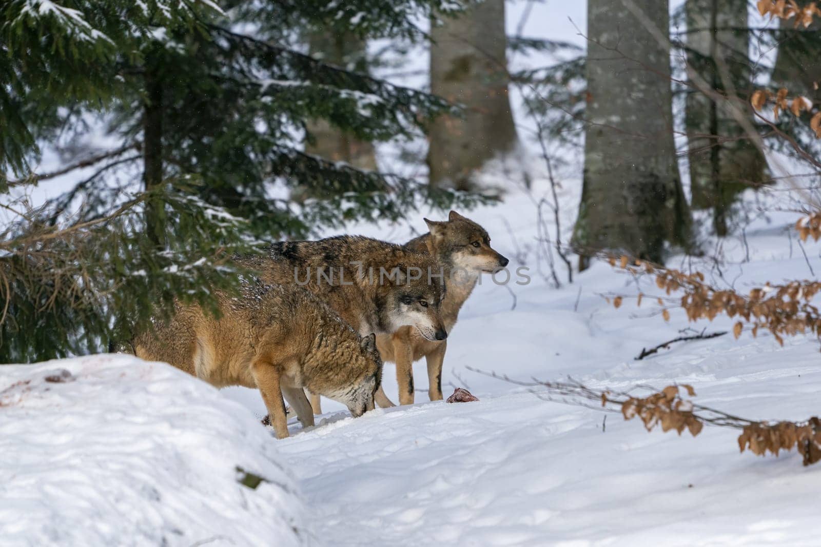 group of wolves hunting in the forest under the snow background portrait