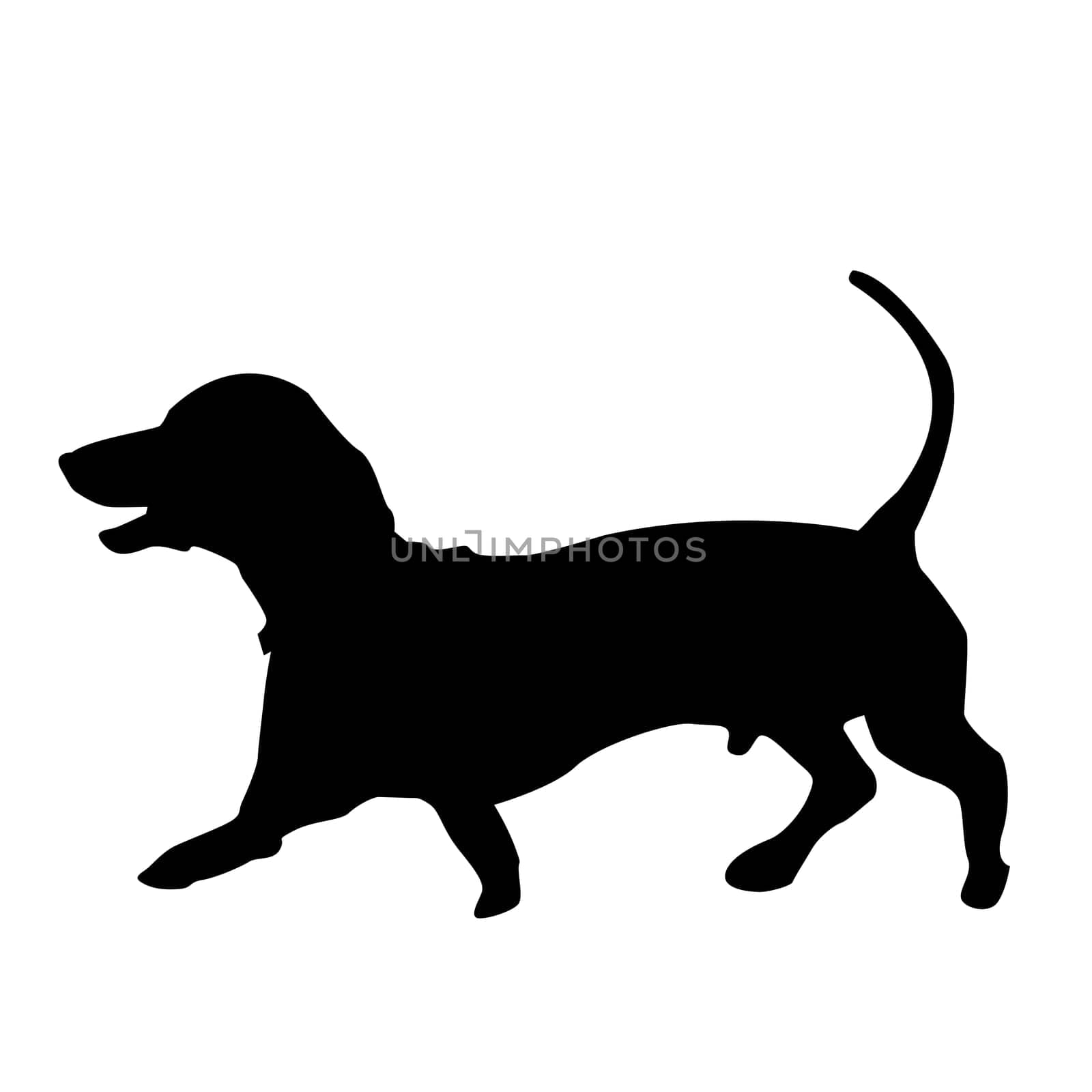 Silhouette of dachshund dog by hibrida13