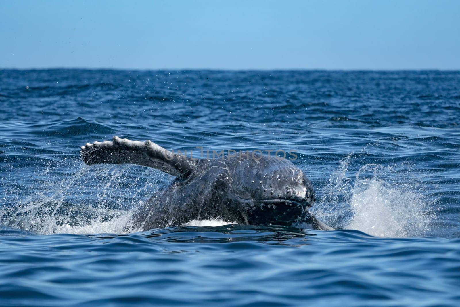 humpback whale breaching in todos santos cabo san lucas baja california sur mexico pacific ocean by AndreaIzzotti