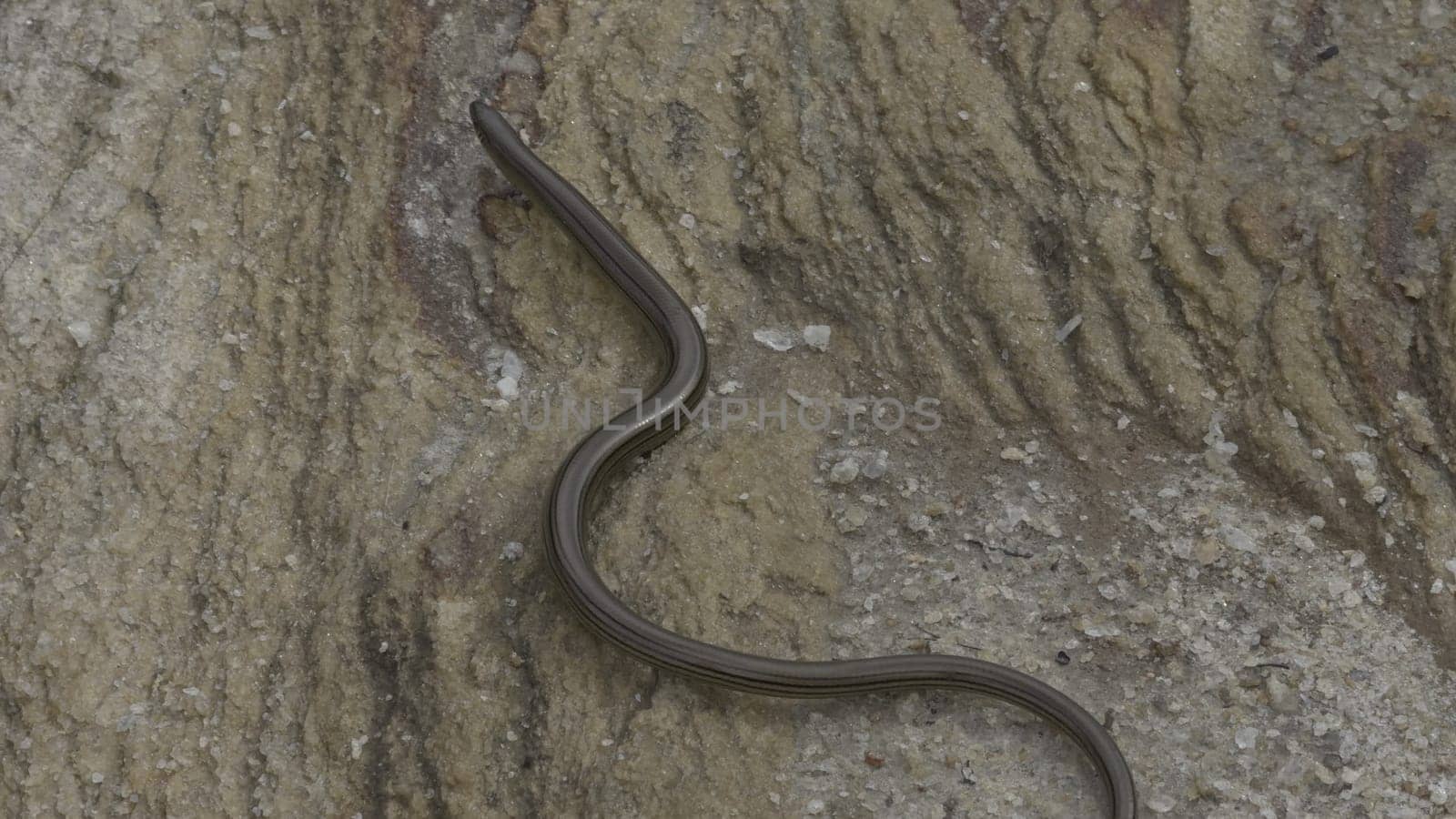 Slow-Motion Overhead View of Snake Slithering on a Rock by FerradalFCG