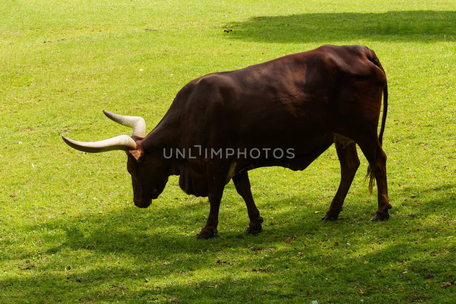 A strong brown bull with long horns stands confidently in a huge open field.