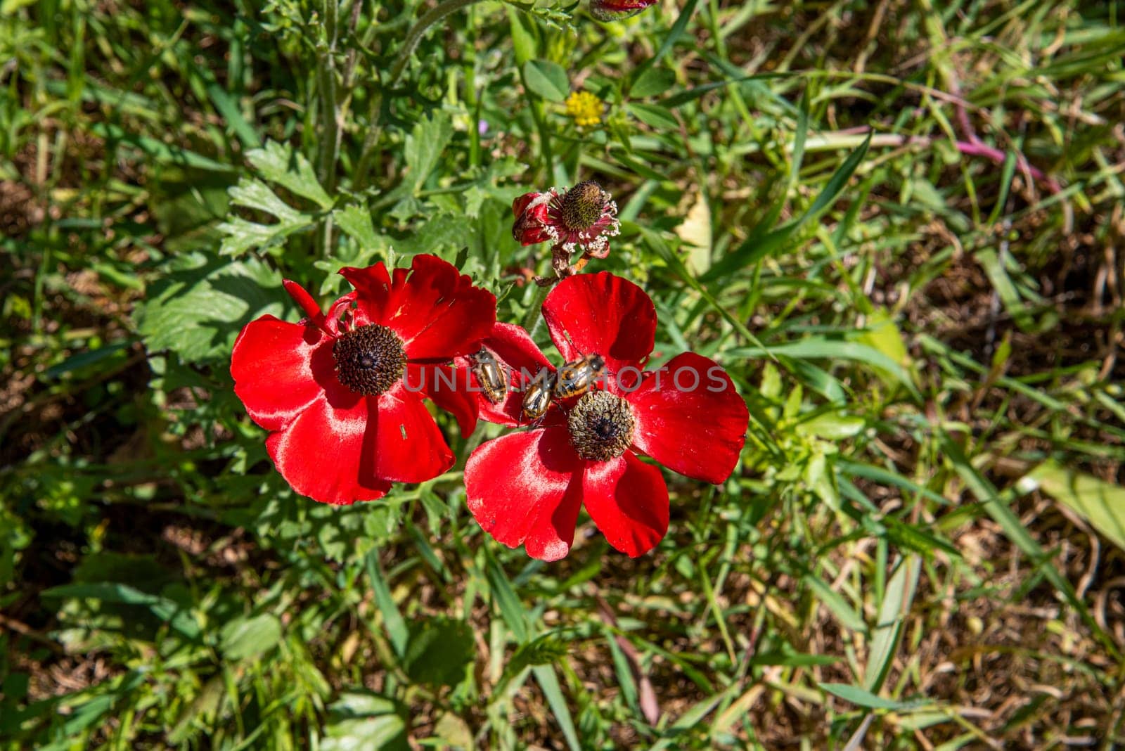 Red poppies, cornflowers and wheat spikes. Fragile nature, environment biodiversity concepts. Rural background. High quality photo