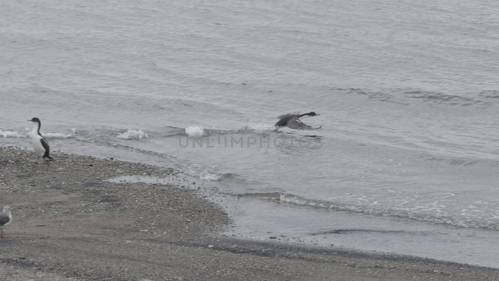 Emperor cormorant takes flight from sandy shore in slow-motion elegance.