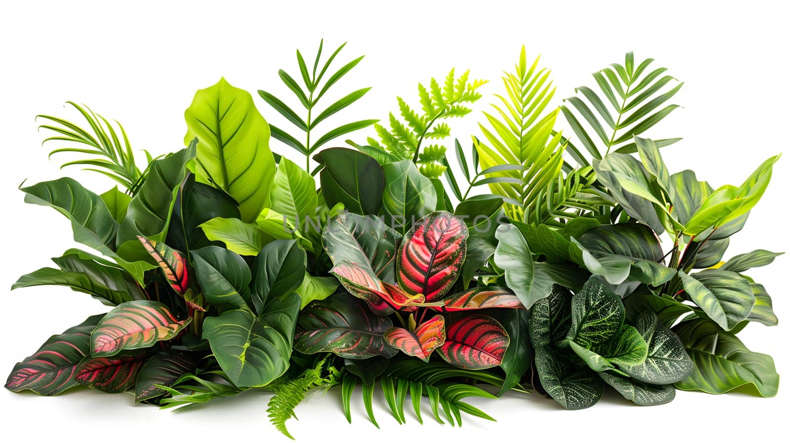 An artistic depiction of a variety of terrestrial plants with red leaves set against a white background, showcasing the beauty of nature in a landscape