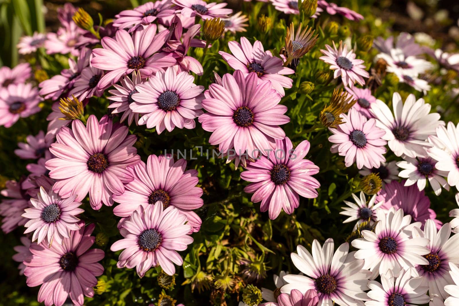 Many Purple Pink And White Osteospermum Flower Outdoor, African Daisy Or Sunny Xena With Green Leaves. Blooming Evergreen Garden. Flora and Landscape Design. Botany. Horizontal Plane by netatsi