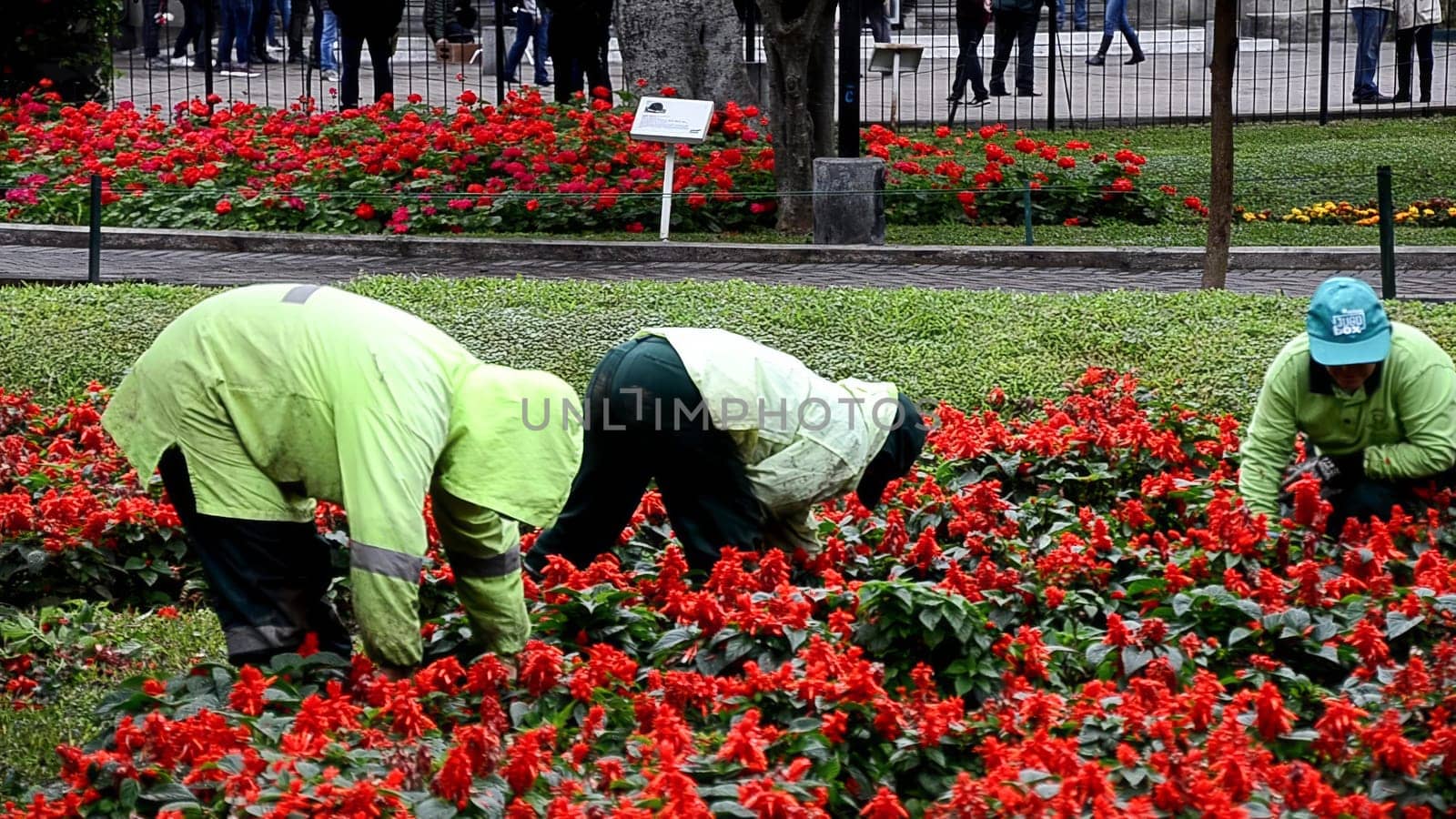 Lima, Peru - September 18th 2019 : Two gardeners in green uniforms caring for bright red flowers in a lush city park setting