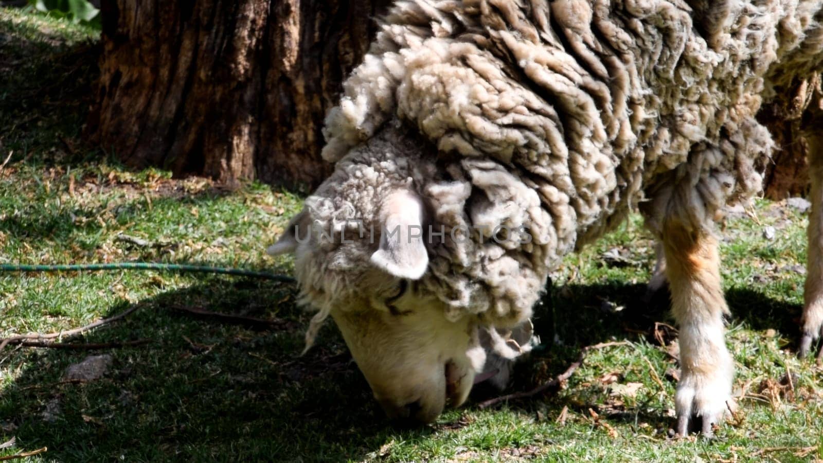 Close-up of a woolly sheep eating grass in a sunny, natural setting