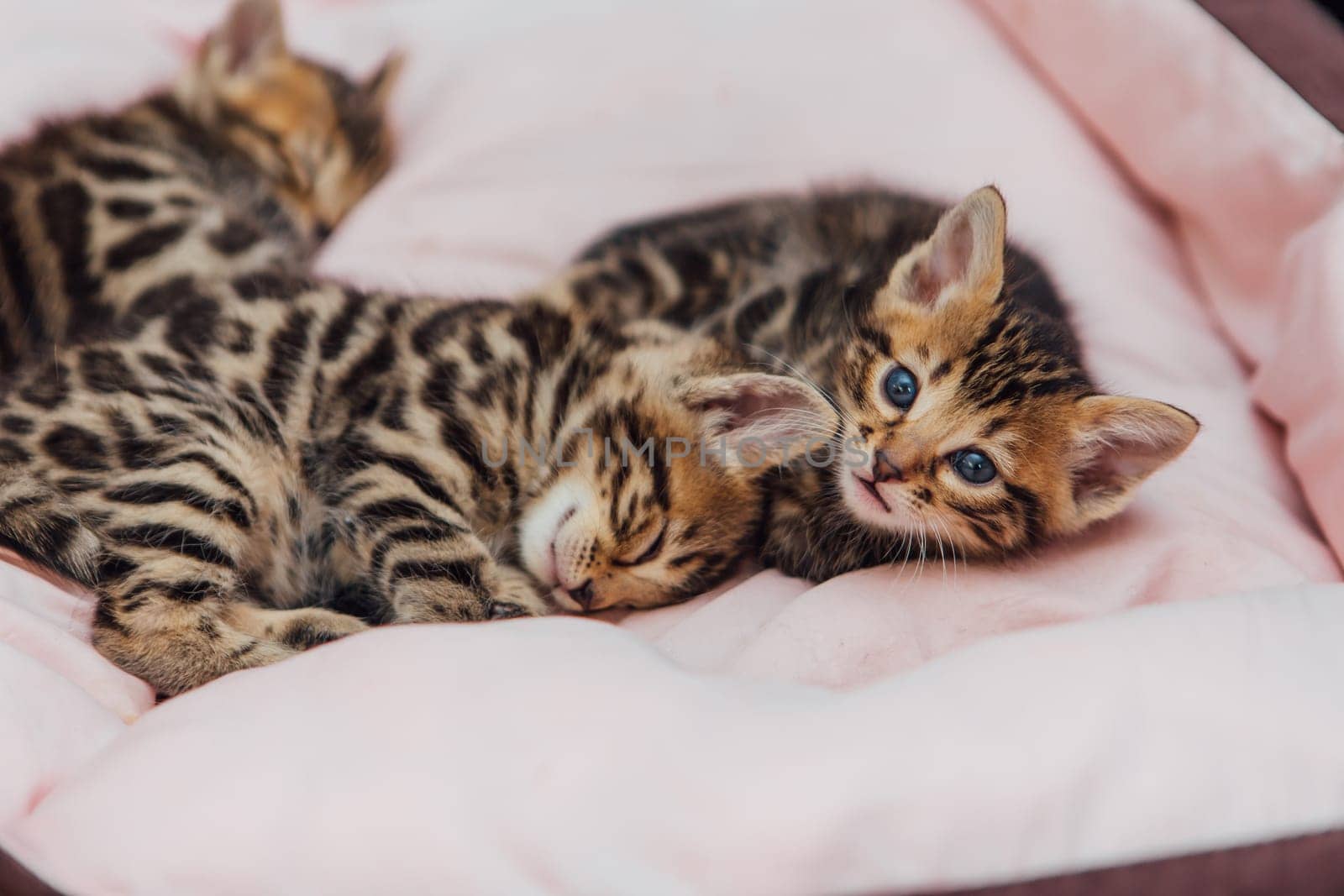 Close-up faces of cute bengal one month old kittens laying on the cat's pillow