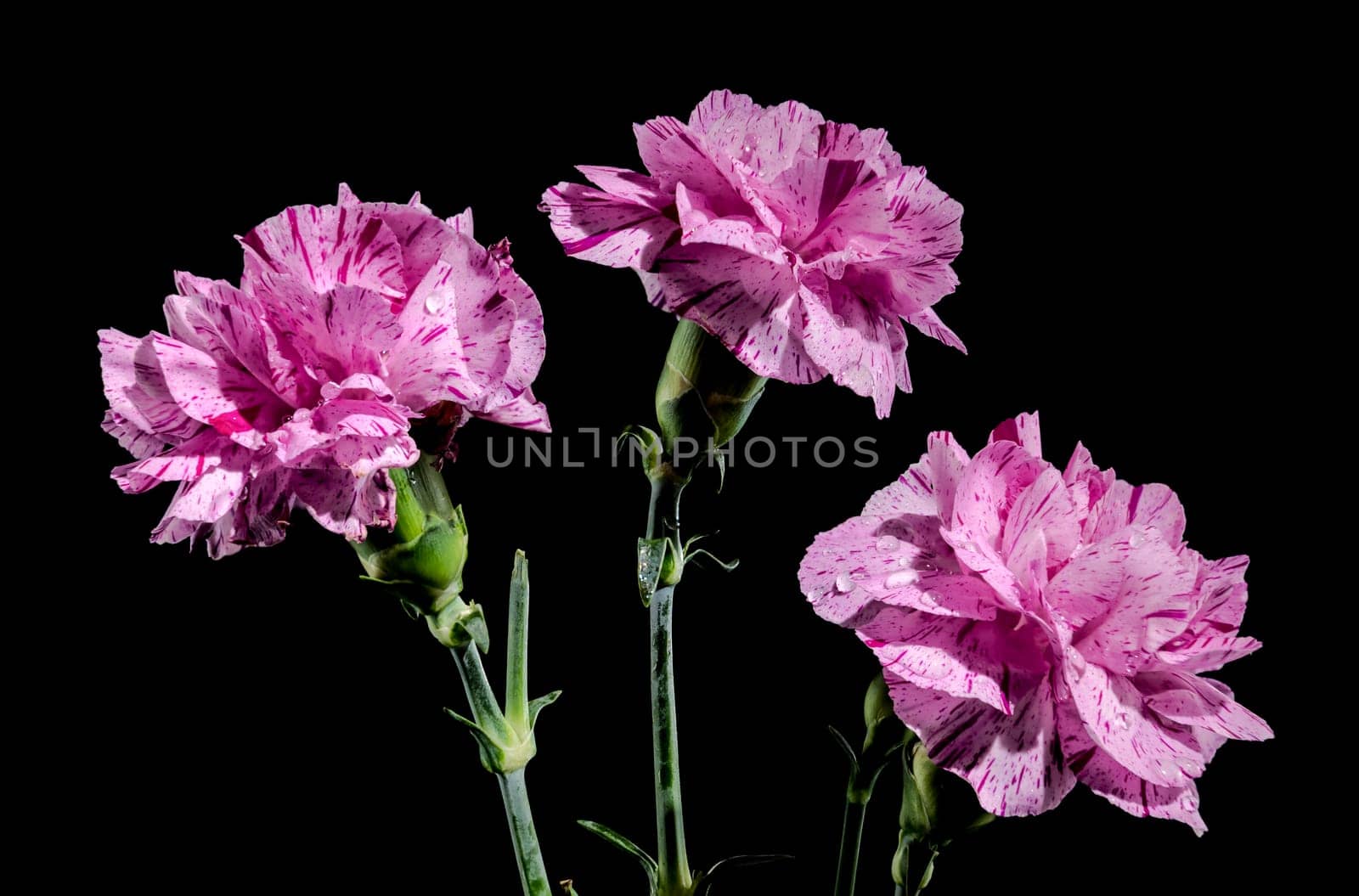 Beautiful blooming Pink carnations flowers isolated on a black background. Flower head close-up.