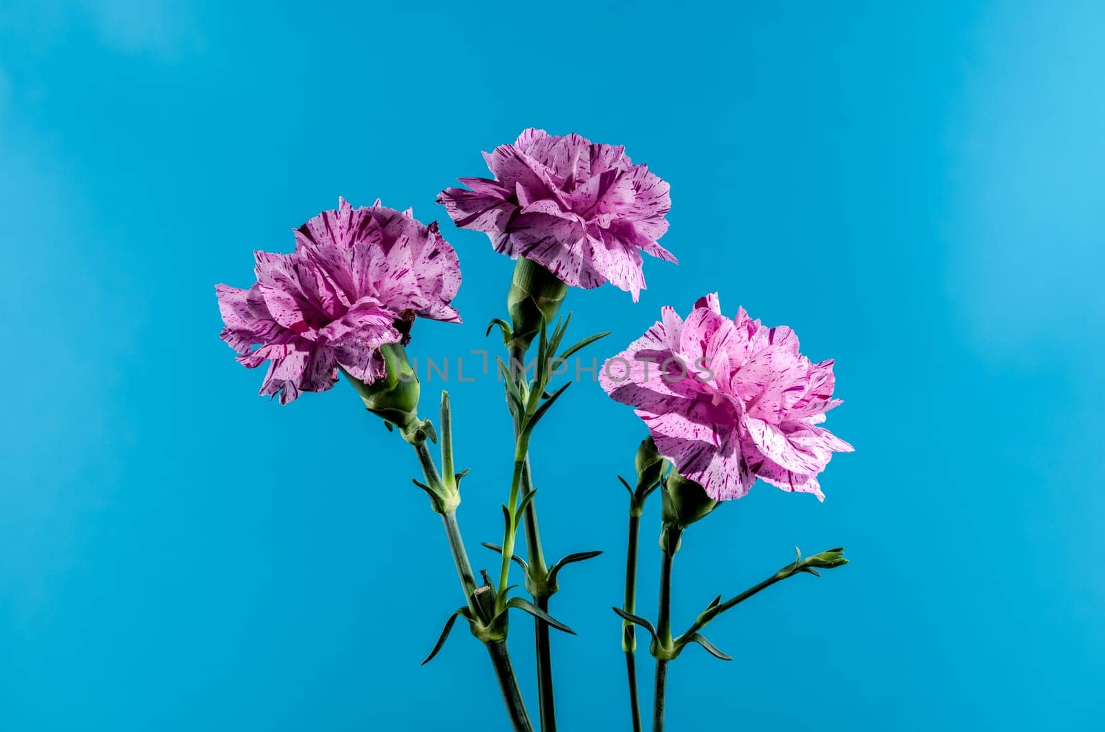 Beautiful blooming Pink carnations flowers isolated on a blue background. Flower head close-up.