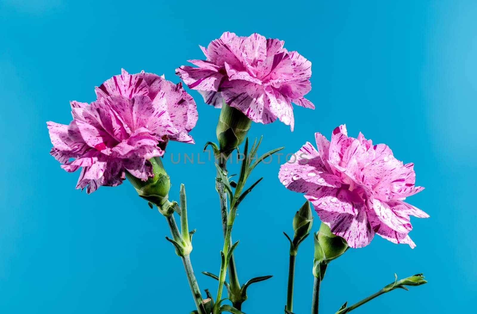 Pink carnations flowers on a blue background by Multipedia