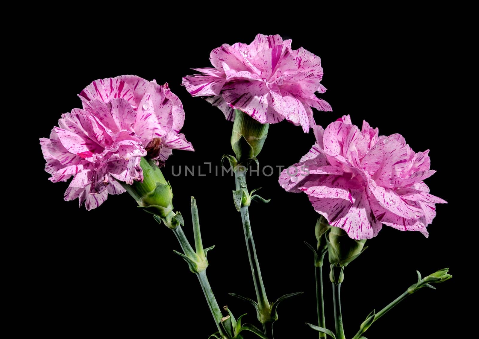 Pink carnations flowers on a black background by Multipedia