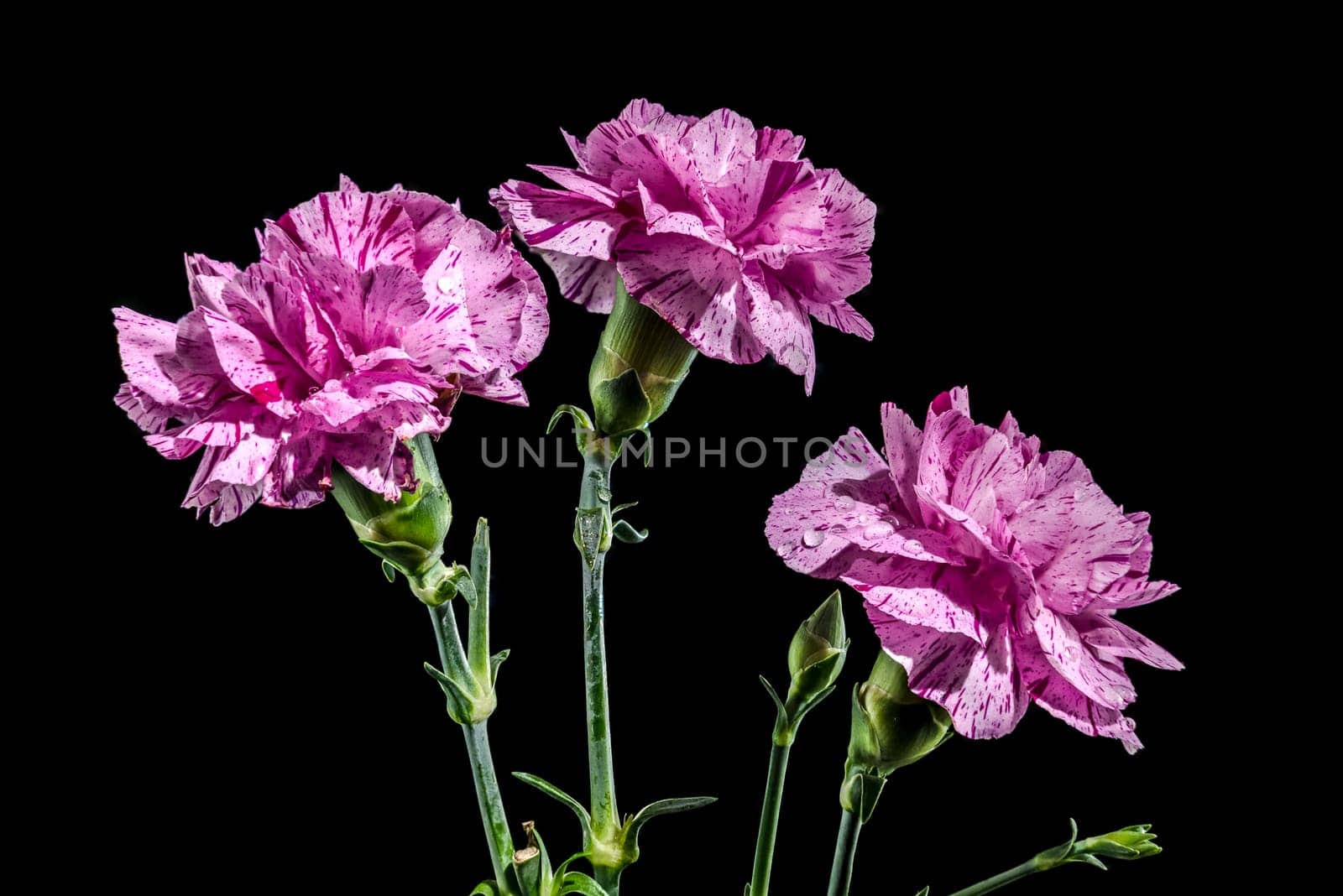 Beautiful blooming Pink carnations flowers isolated on a black background. Flower head close-up.