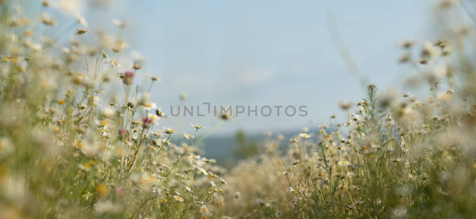 Daisy Chamomile background. Beautiful nature scene with blooming chamomilles in sun flare. Sunny day. Summer flowers