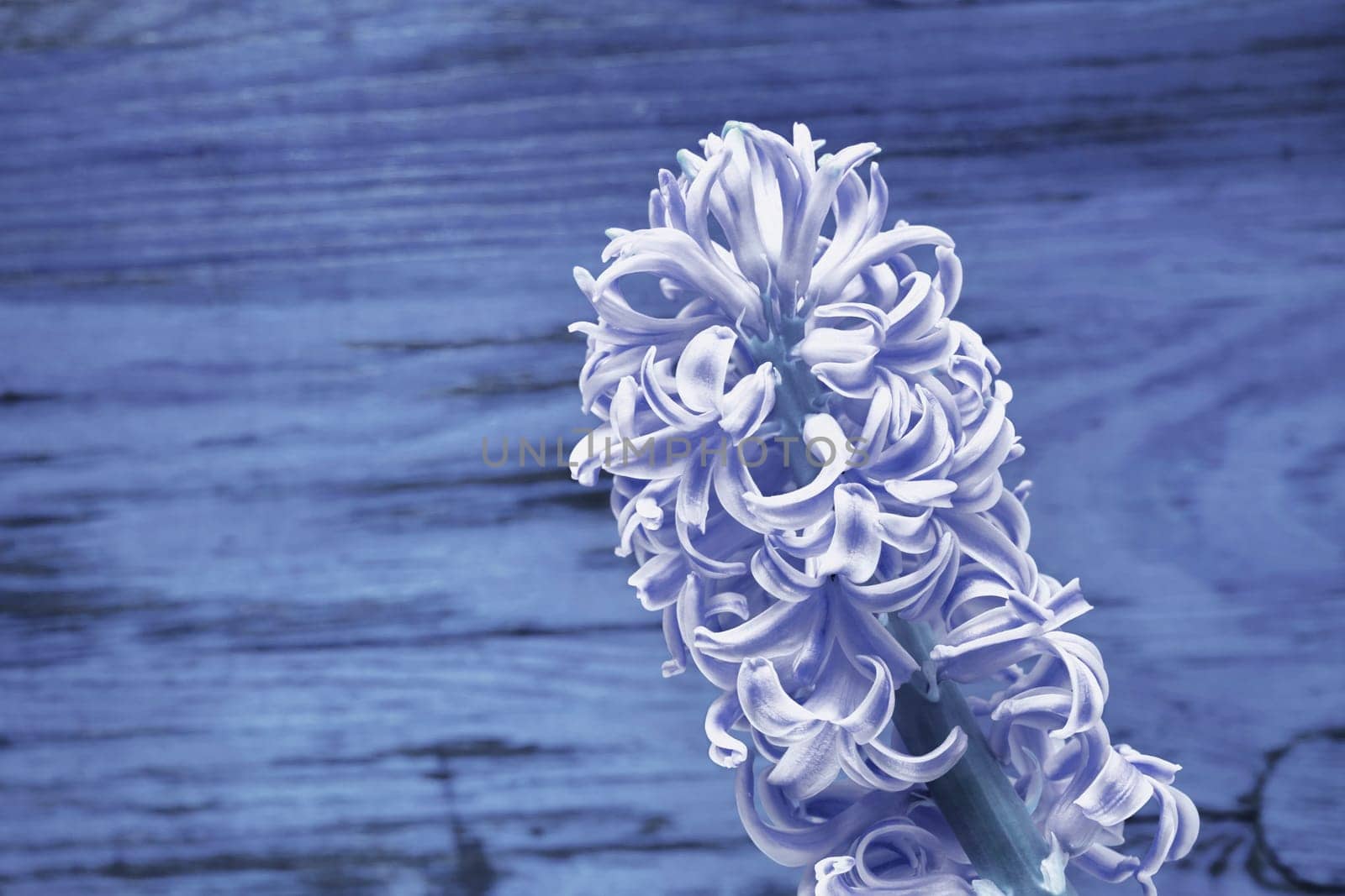 Blue flower of  hyacinth  by victimewalker