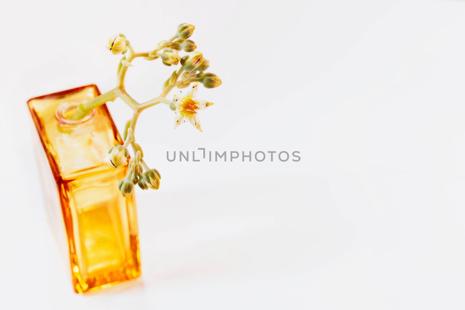 Detail of succulent plant graptopetalum common named ghost plant or mother-of-pearl with small flowers in glass vase on white background