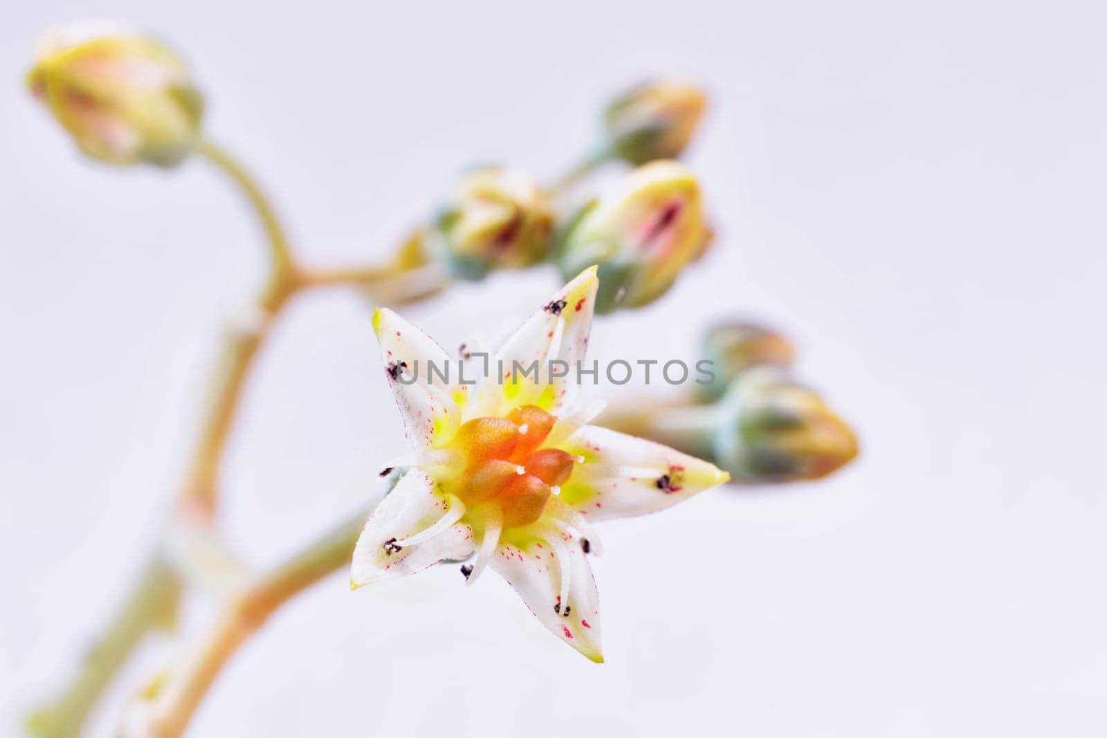 Detail of succulent plant graptopetalum common named ghost plant or mother-of-pearl with small flower