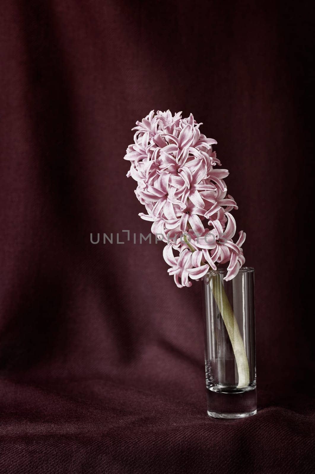 Flowering plant of pink  hyacinth in glass vase,   bulbous flower ,