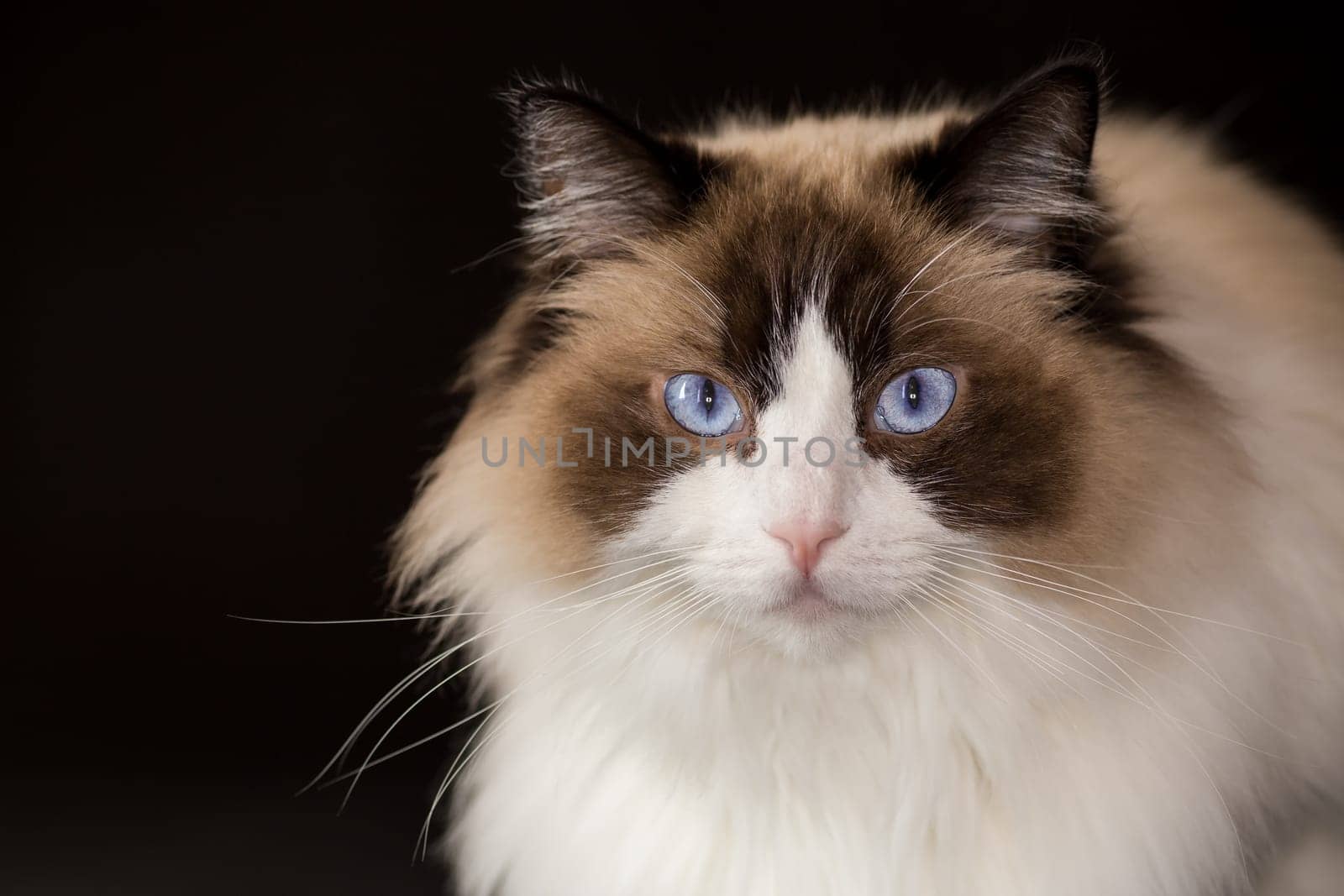 Beautiful young healthy Ragdoll cat isolated on a black background.