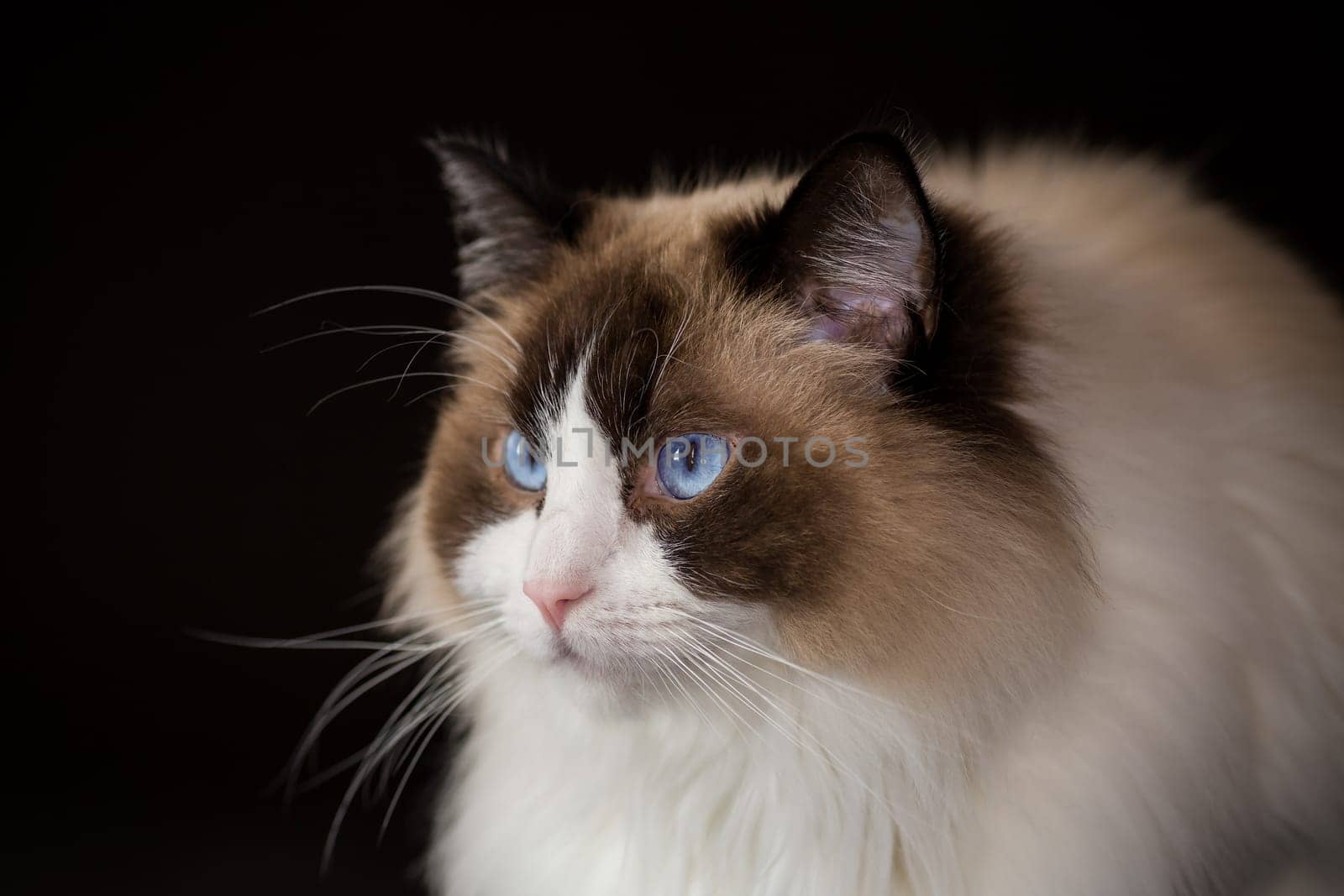 Beautiful young healthy Ragdoll cat isolated on a black background.