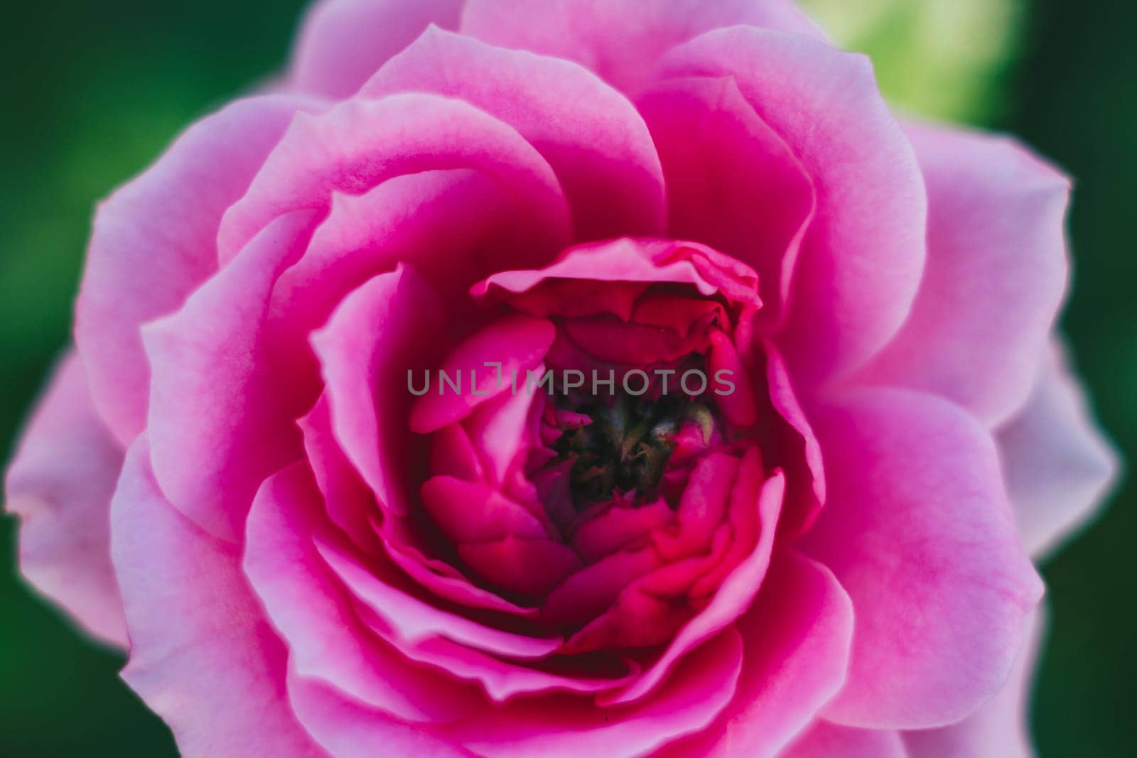 Close up open centre of bright pink rose. Natural beauty. Tenderness lightness joy happiness love.
