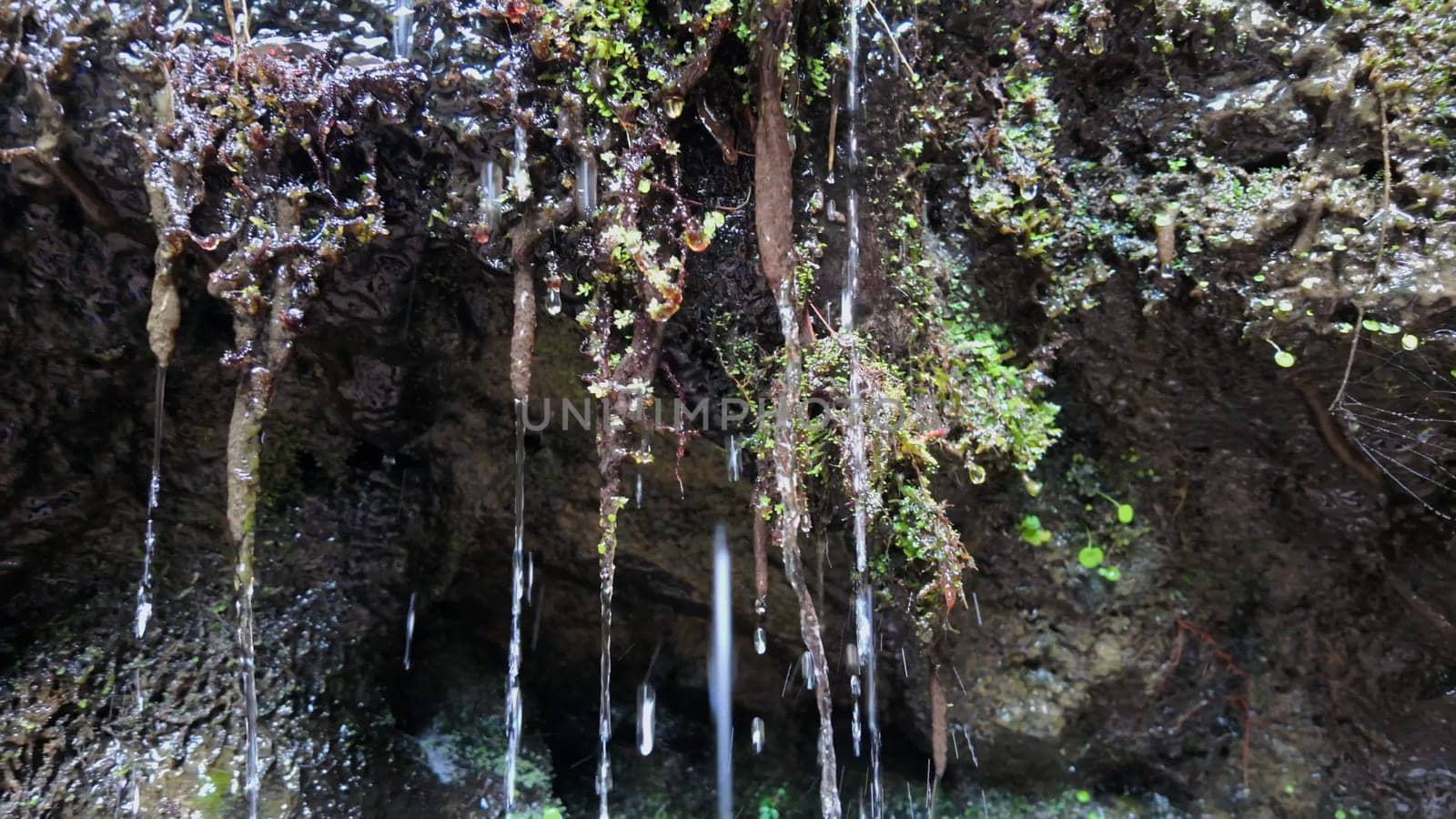 Super slow-mo video displays water drops on mossy rock.