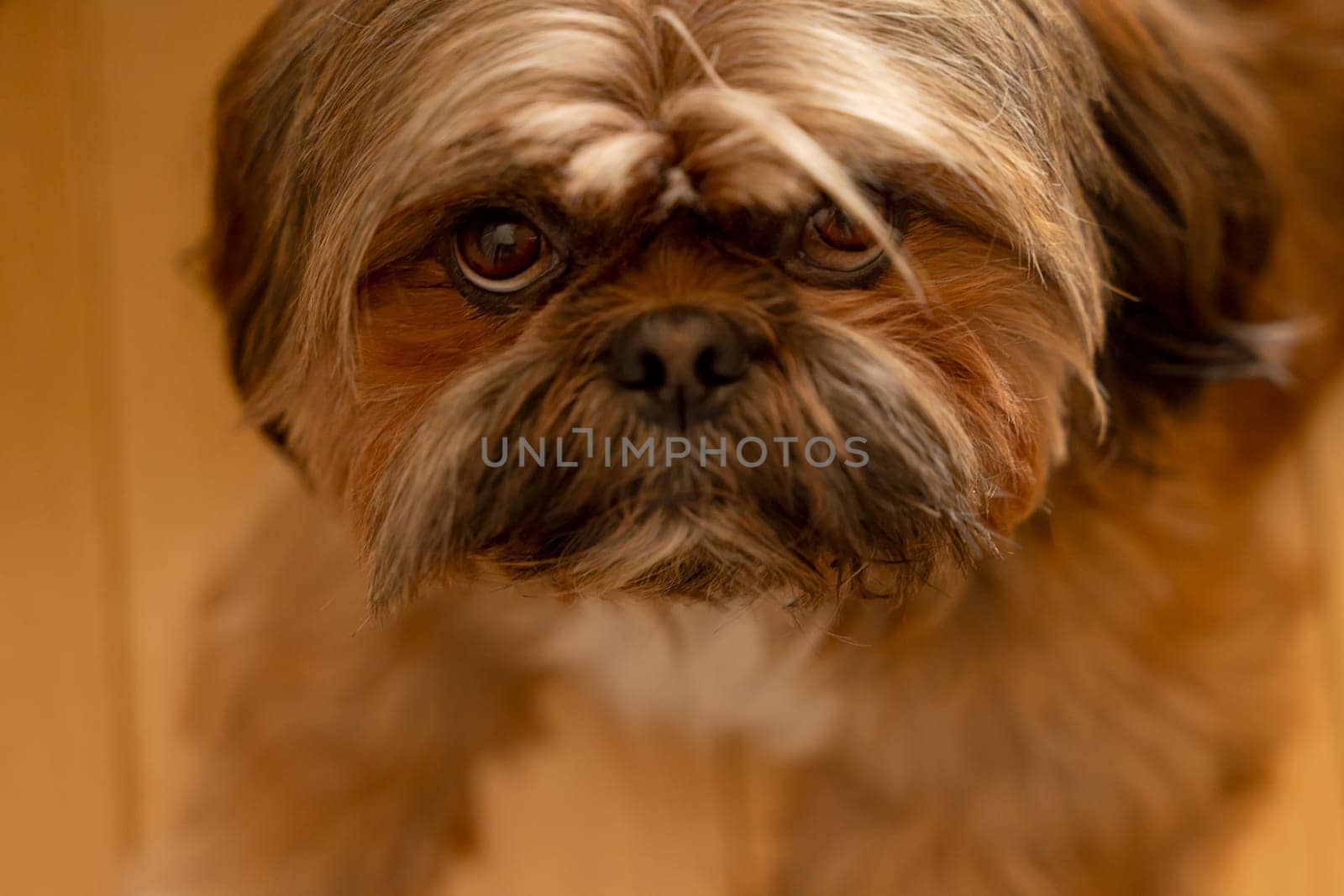 shih tzu dog at home. Free and happy time with pets at home concept by Iryna_Melnyk