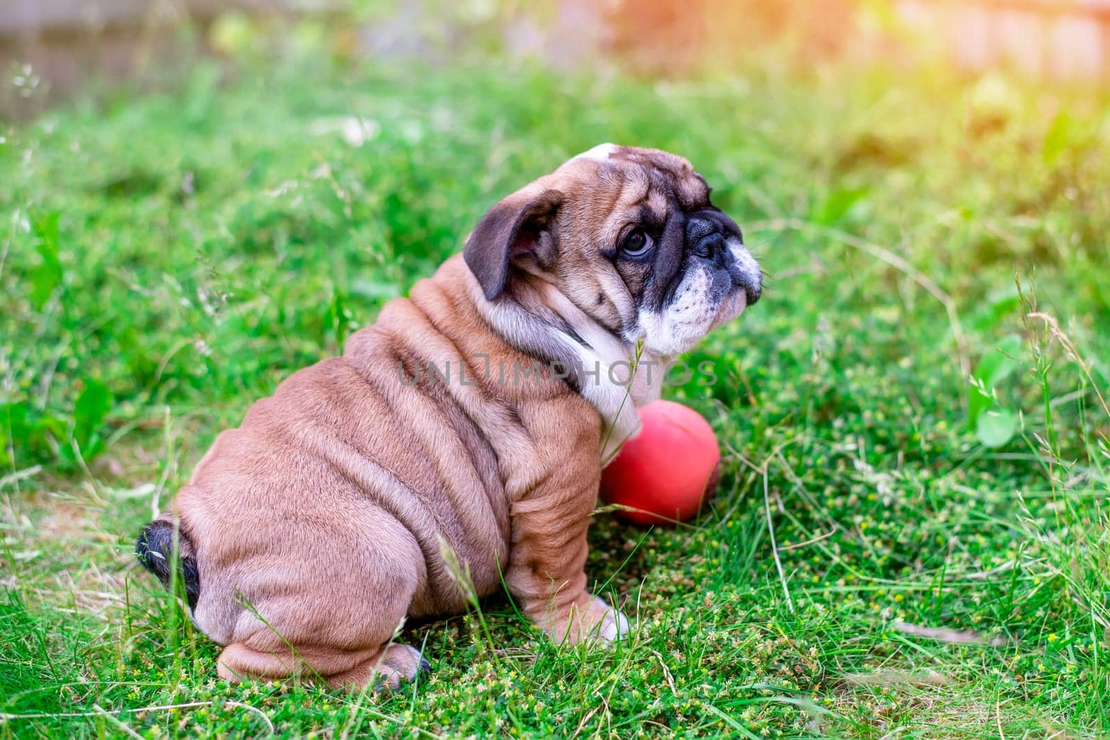 Puppy of Red English Bulldog sitting on  grass in back garden with toy
