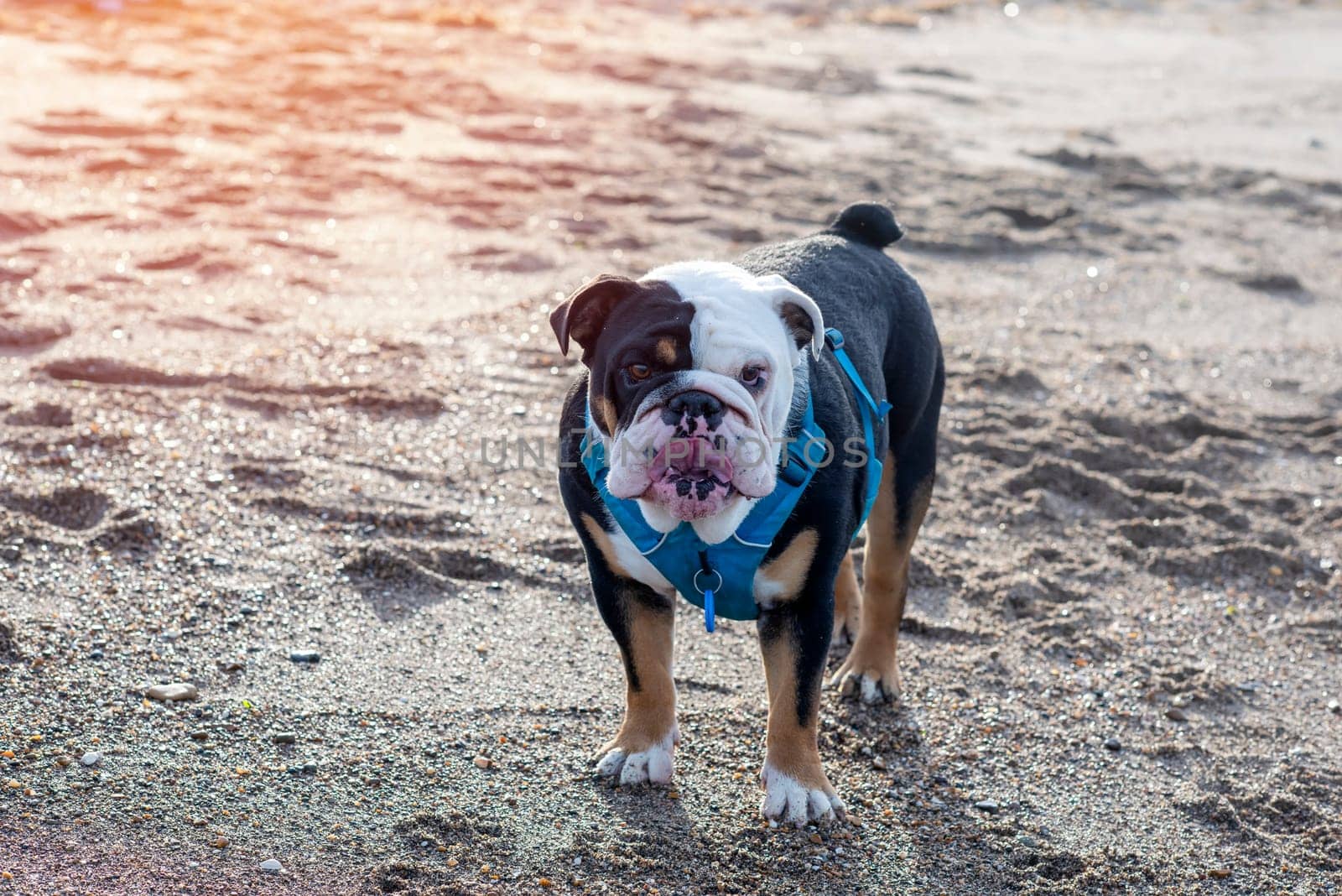 Black tri-color english british Bulldog with tongue sitting on seaside at sunse in summer Space for text by Iryna_Melnyk