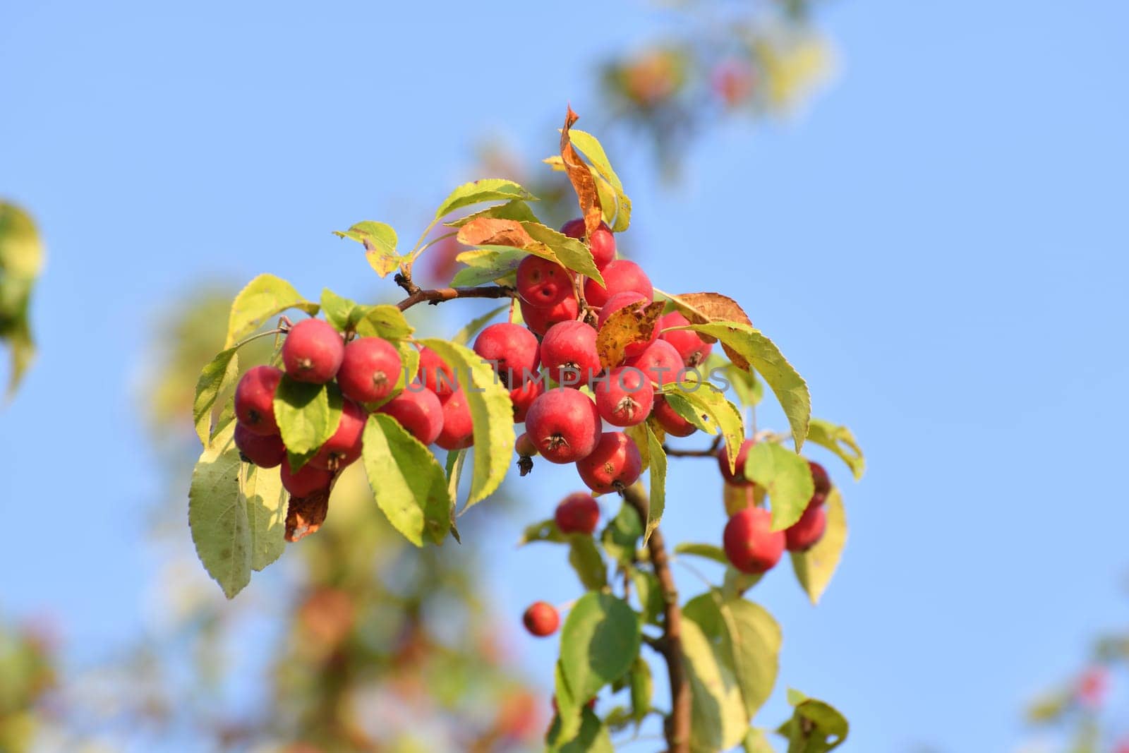 Red small paradise apples on the branches of wild apple tree close-up by olgavolodina