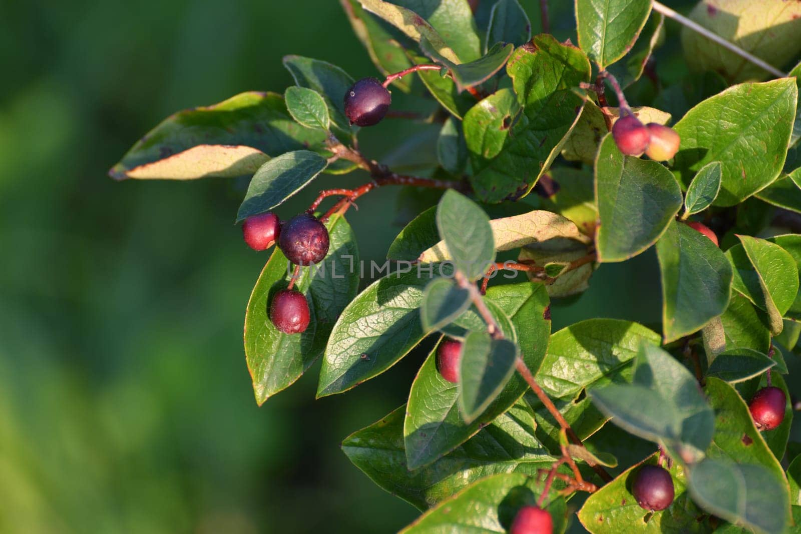 Cotoneaster - ornamental deciduous shrub with berries, used in a landscape design