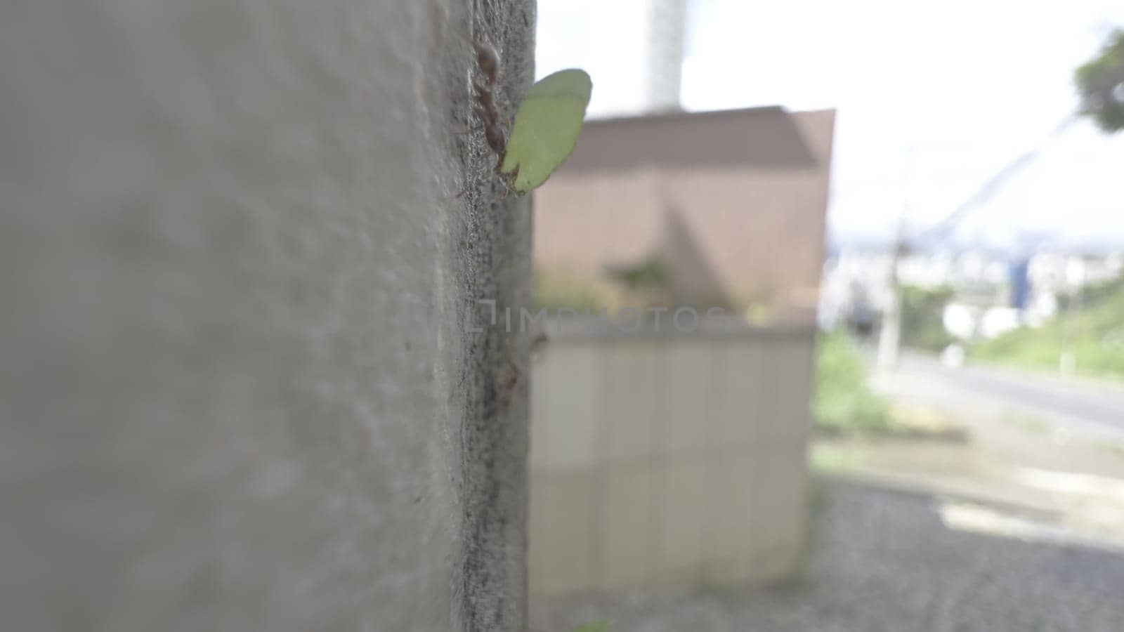 Close-up video shows ants carrying leaves on a city wall.