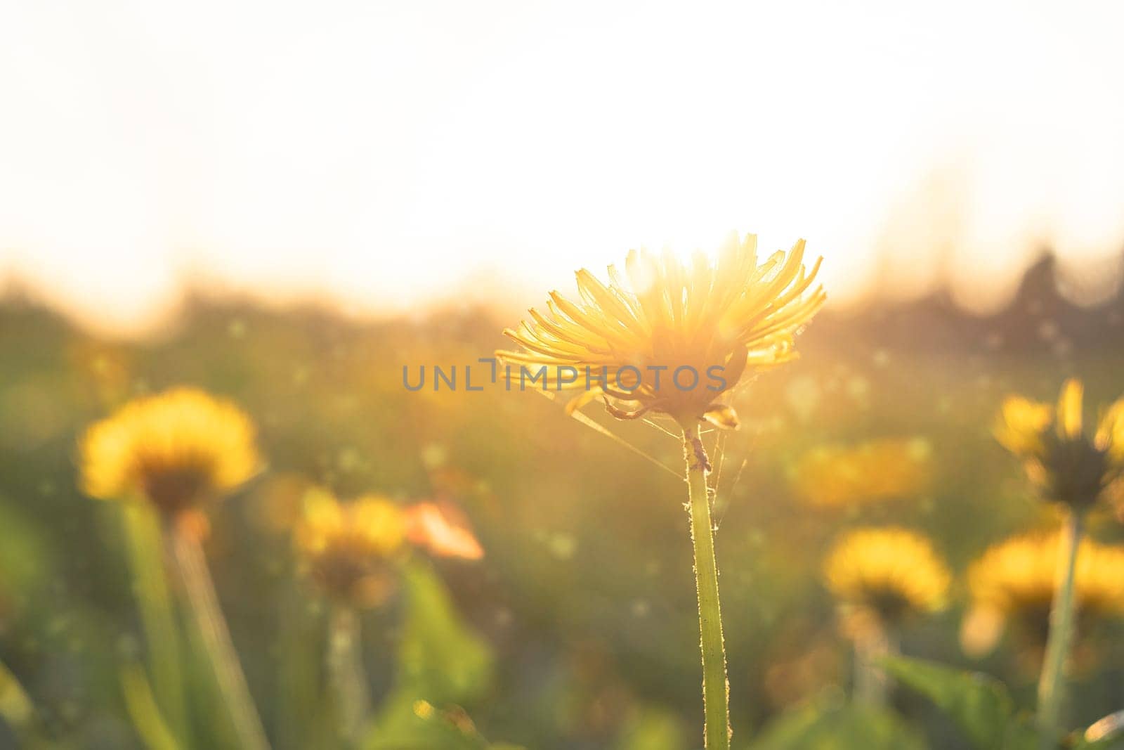 Yellow dandelions flower field. Close up daisy in the nature. Flowers in sun light.