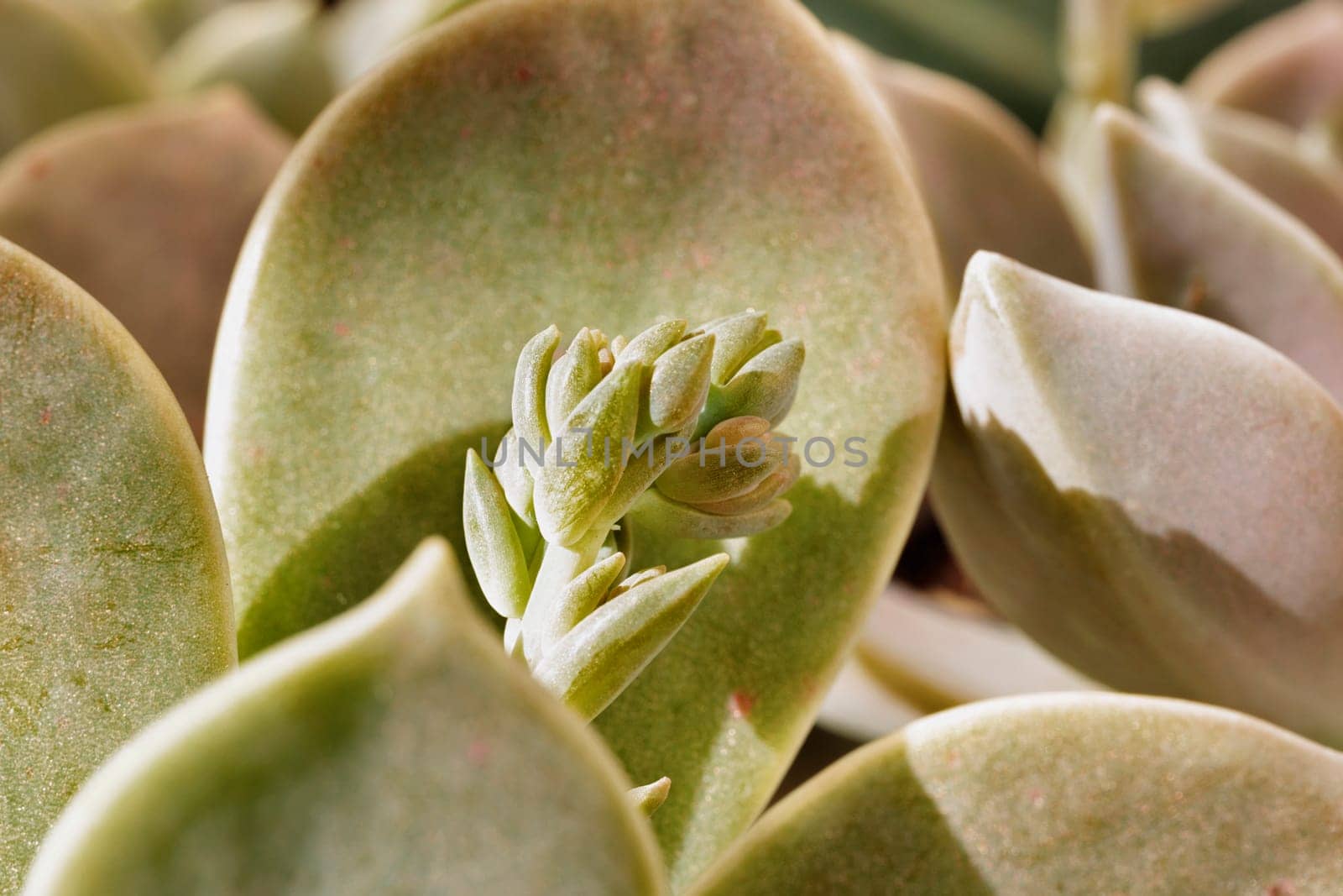 Detail of succulent plant graptopetalum common named ghost plant or mother-of-pearl with small flowers ,