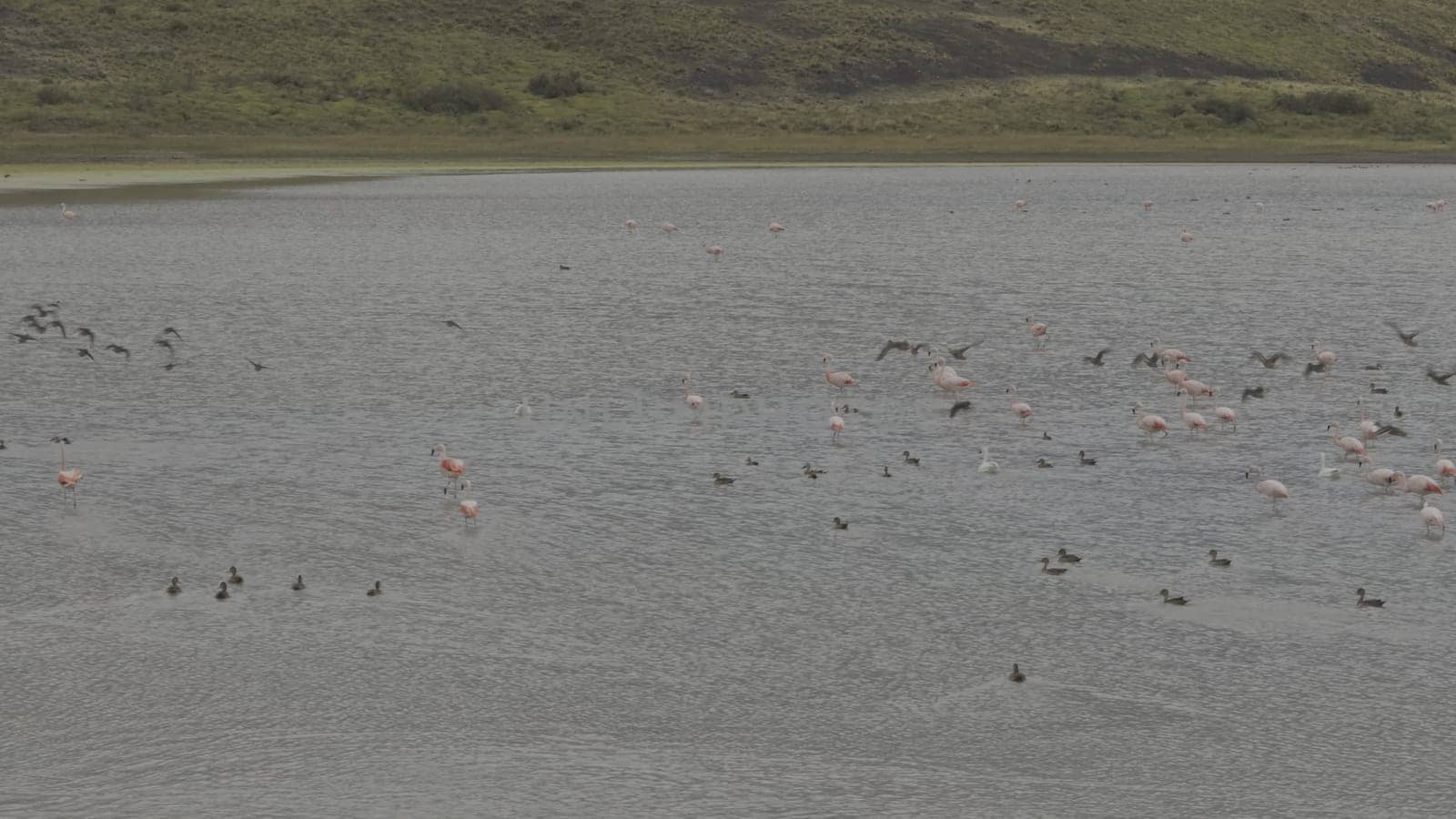 Slow Motion of Flamingos and Birds in a Serene Lagoon by FerradalFCG