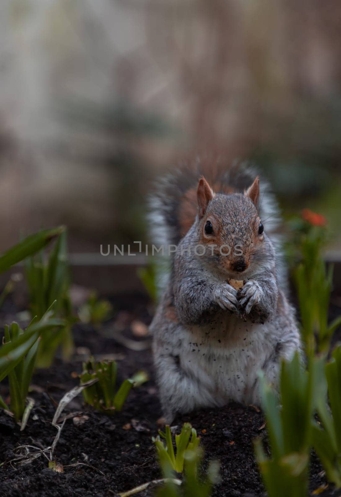 A cute Eastern Gray Squirrel (Sciurus carolinensis) is standing on its hind legs in the park. Space for text, Selective focus.