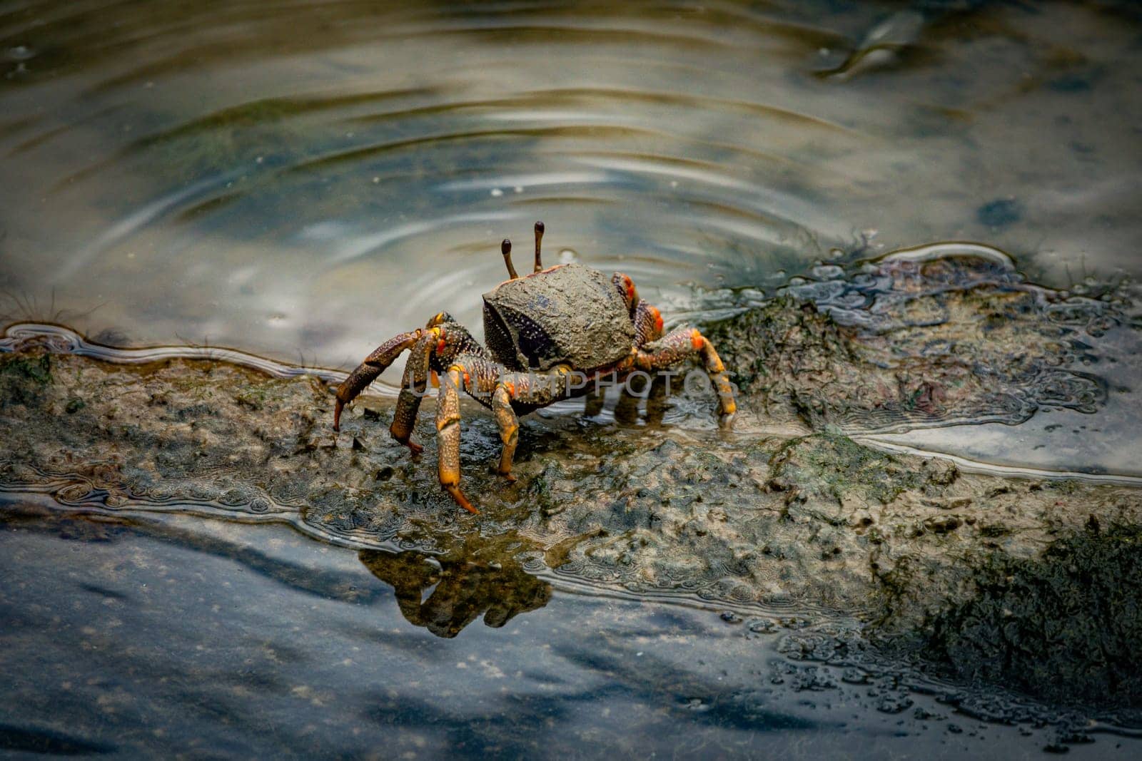 male fiddler crab in the mud with huge claw by compuinfoto