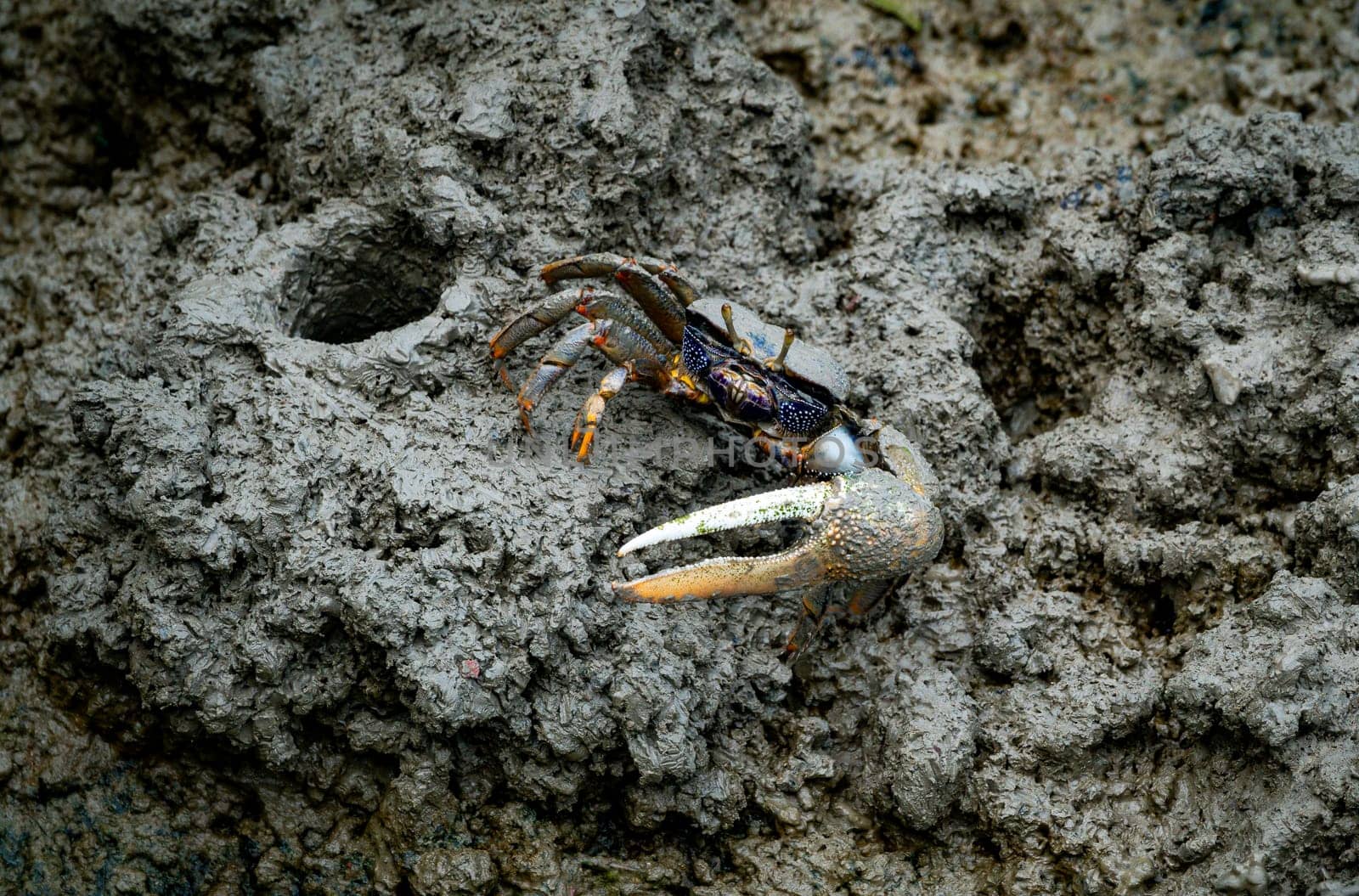 male fiddler crab in the mud with huge claw by compuinfoto