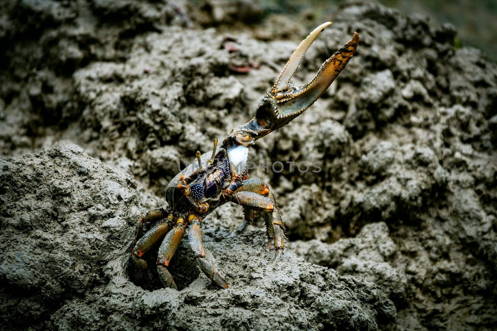 male fiddler crab in the mud with huge claw by compuinfoto