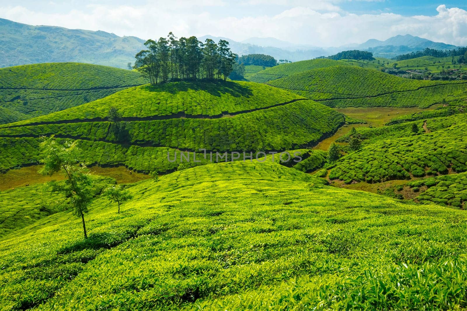 Tea plantations, India by dimol