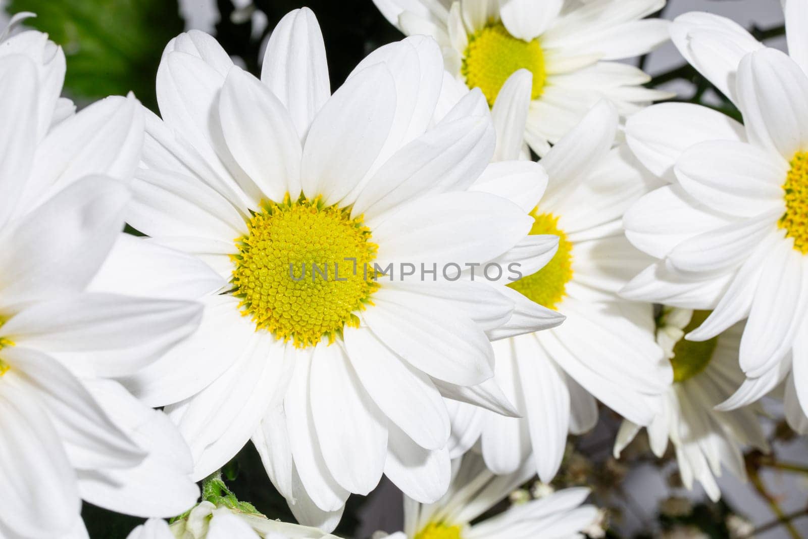 close up White daisy flower with a yellow center isolated on black background by Pukhovskiy