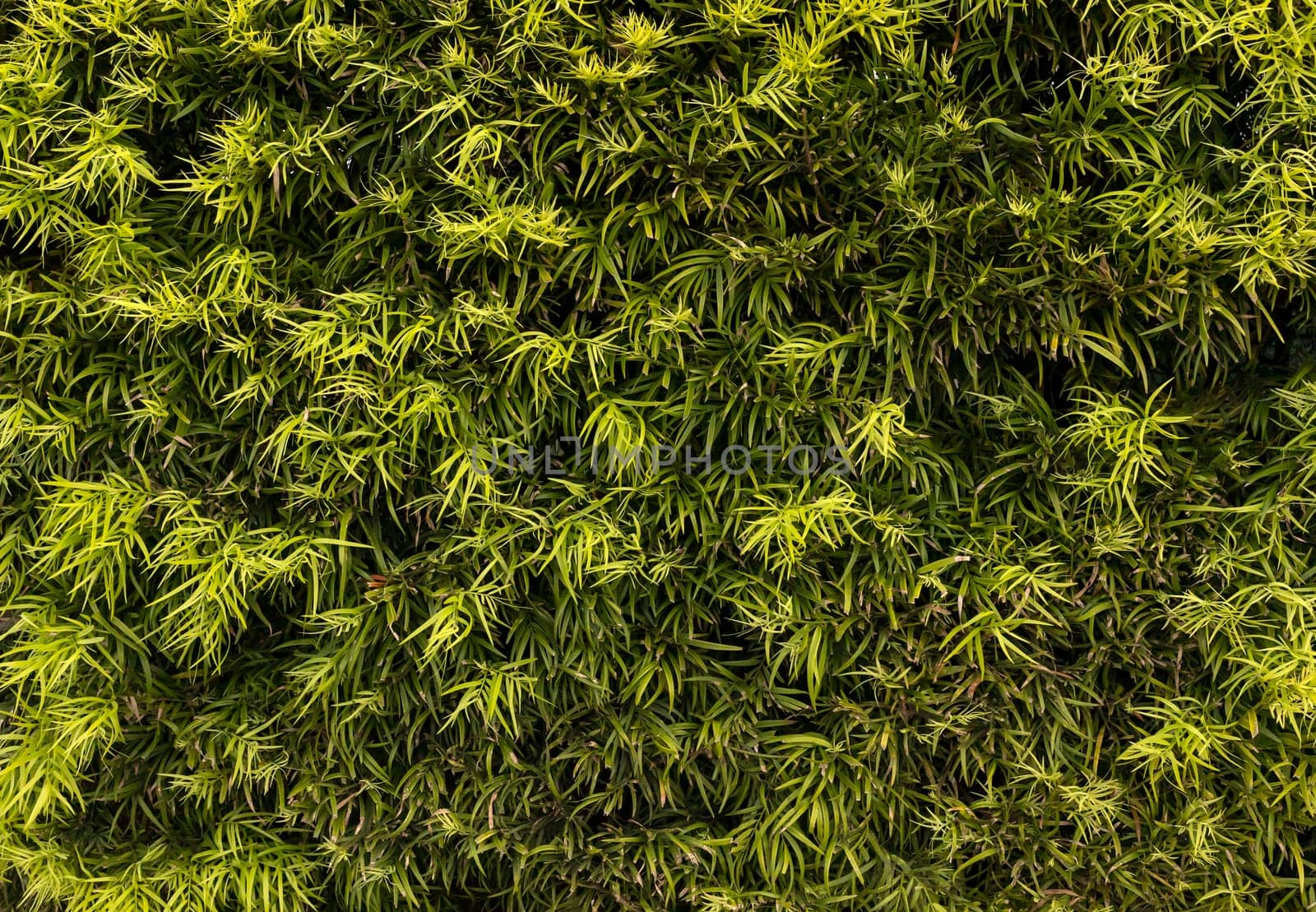 Bright Bamboo Green Leaves Background, Texture. Fresh Summer Natural Wallpaper. Horizontal Plane. Decorative Wall. High Quality Photo