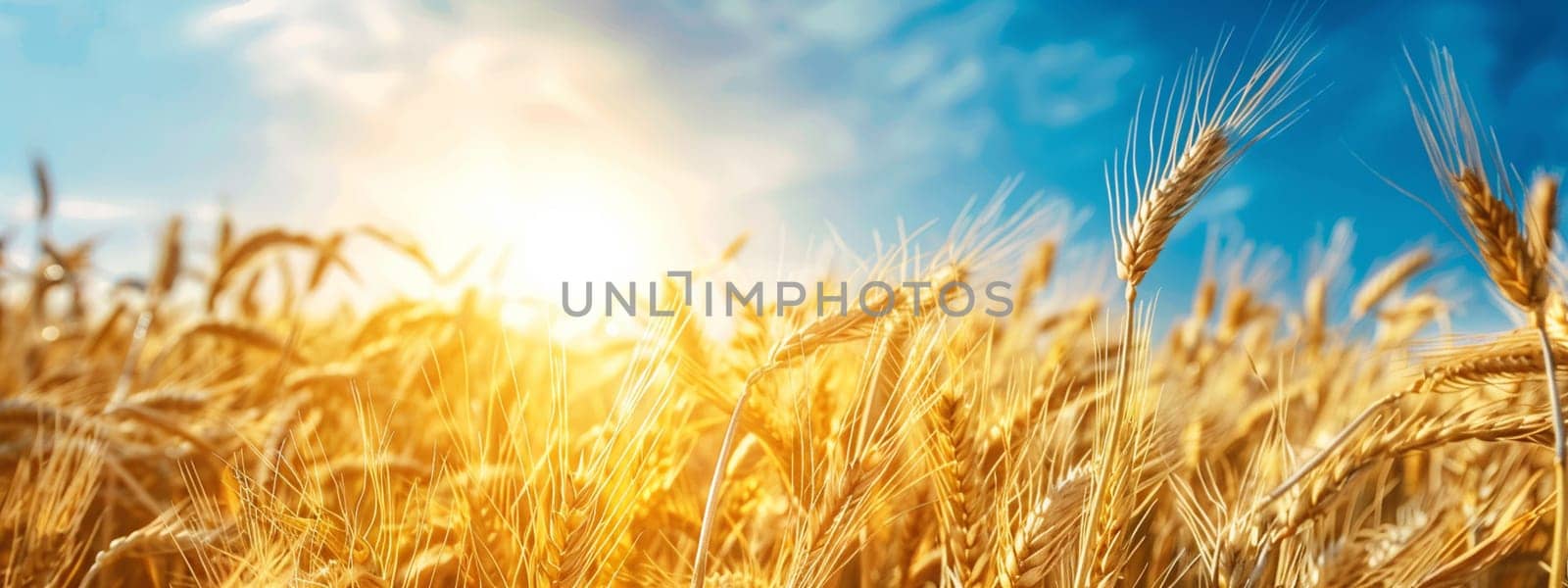 Growing wheat with sunlight and blue sky in the morning, food, Generative AI,