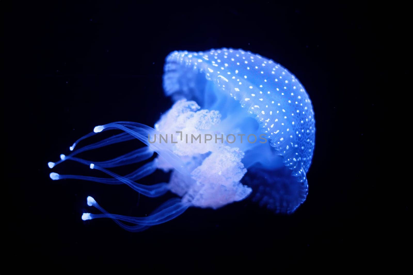 Tropical Jellyfish Phyllorhiza punctata white-spotted jellyfish underwater by dimol