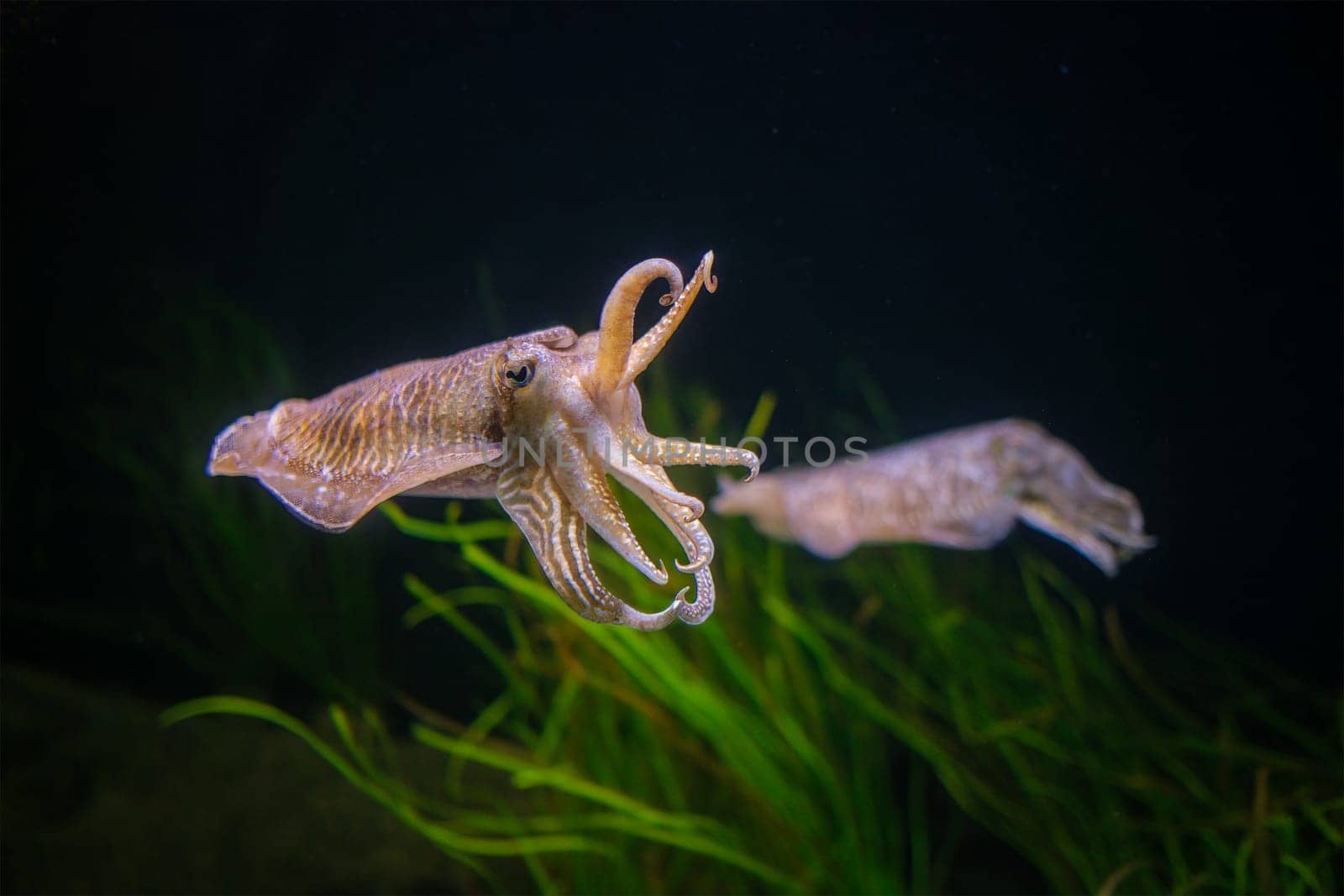The Common European Cuttlefish Sepia Offcinalis underwater by dimol