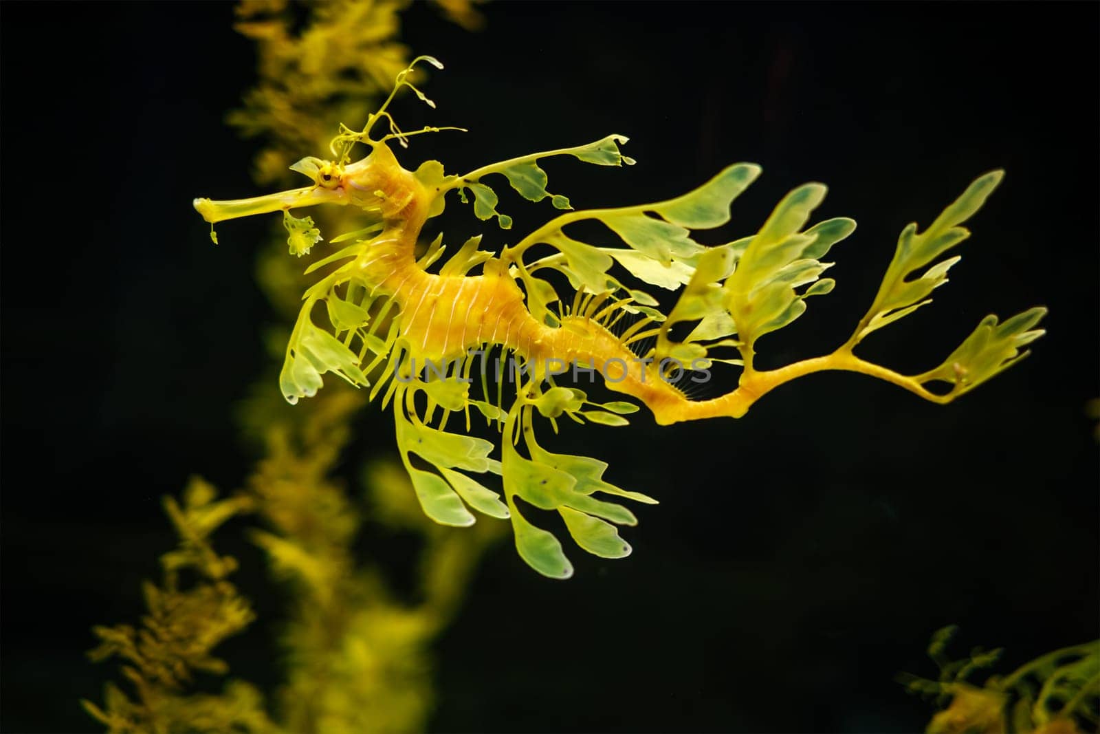 Leafy Seadragon Phycodurus eques underwater by dimol