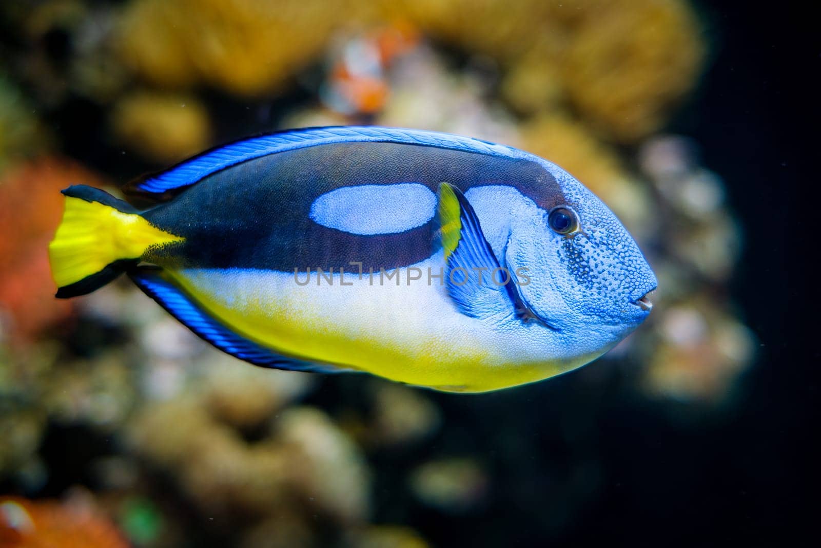 Palette surgeonfish underwater in sea by dimol