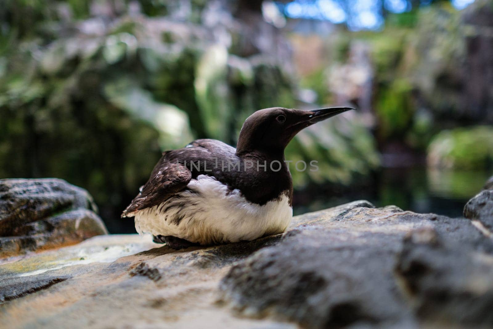 Inca Tern Larosterna Inca by dimol